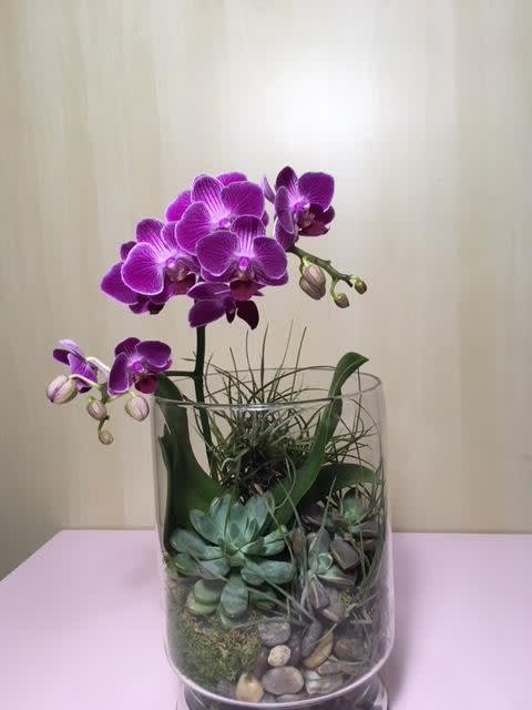 Everlasting Amethyst - Orchids , Succulents  in 6” x 6” glass container 