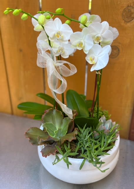 ORCHID GARDEN - Orchids and succulents. Quietly elegant, this decorative flower will live in any room. They are ease to grow as houseplants, and given proper care.  