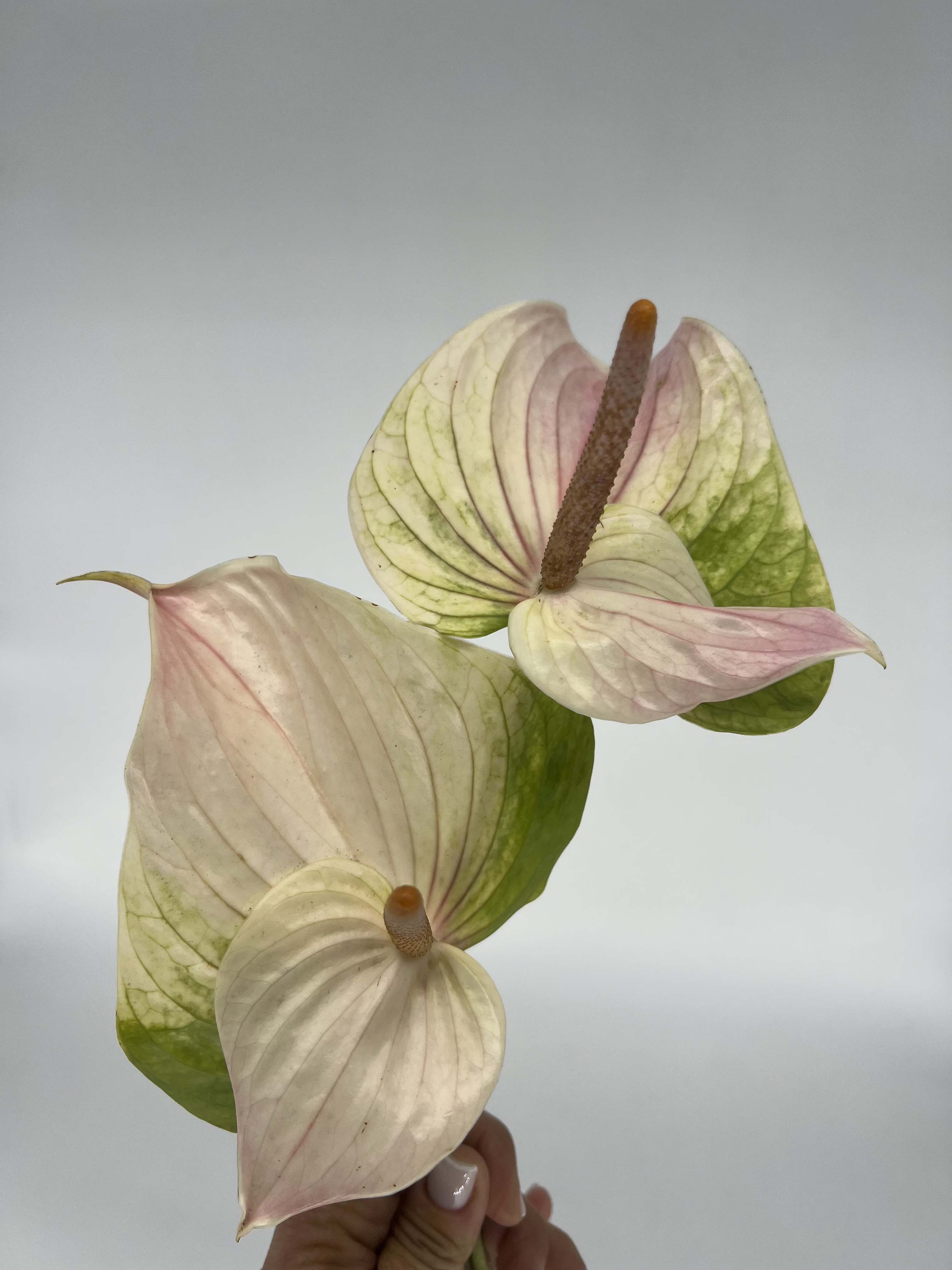 Anthurium  - Sleek, tropical blooms with a glossy finish—perfect for bold, modern, and exotic designs.