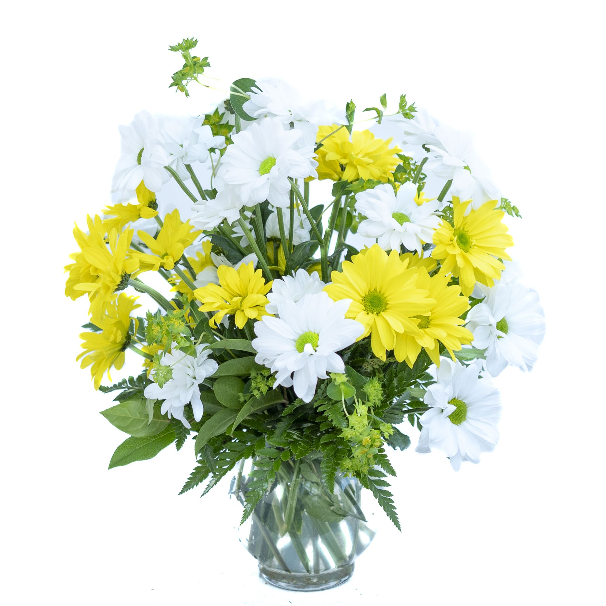 Daisies Galore - This arrangement in a glass ivy bowl of yellow and white Daisies is sure to bring cheer for any occasion. This arrangement is long lasting and is perfect to bring a smile on a birthday or as a get well.