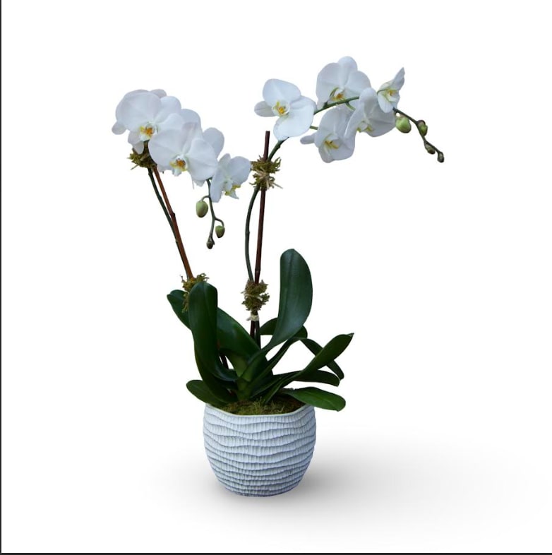 Double Stem White Orchid - A graceful Two-stem white phalenopsis orchid presented in a modern decorative planter.  Featuring cascading  white blooms and lush green  foliage , this long-lasting plant adds timeless elegance and serenity to any home or office. 
