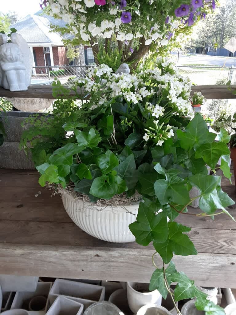 Green Meadow - Blooming and foliage plants thrive in this decorative stoneware planter, creating an indoor garden. Woodland plants include bloomers, ferns, and ivy. The planter's natural aesthetic complements any space, adding elegance and serenity. Its long-lasting construction makes it an ideal gift for Mother's Day or any special day. With proper care, these plants will flourish, providing a lasting reminder of your love and appreciation.