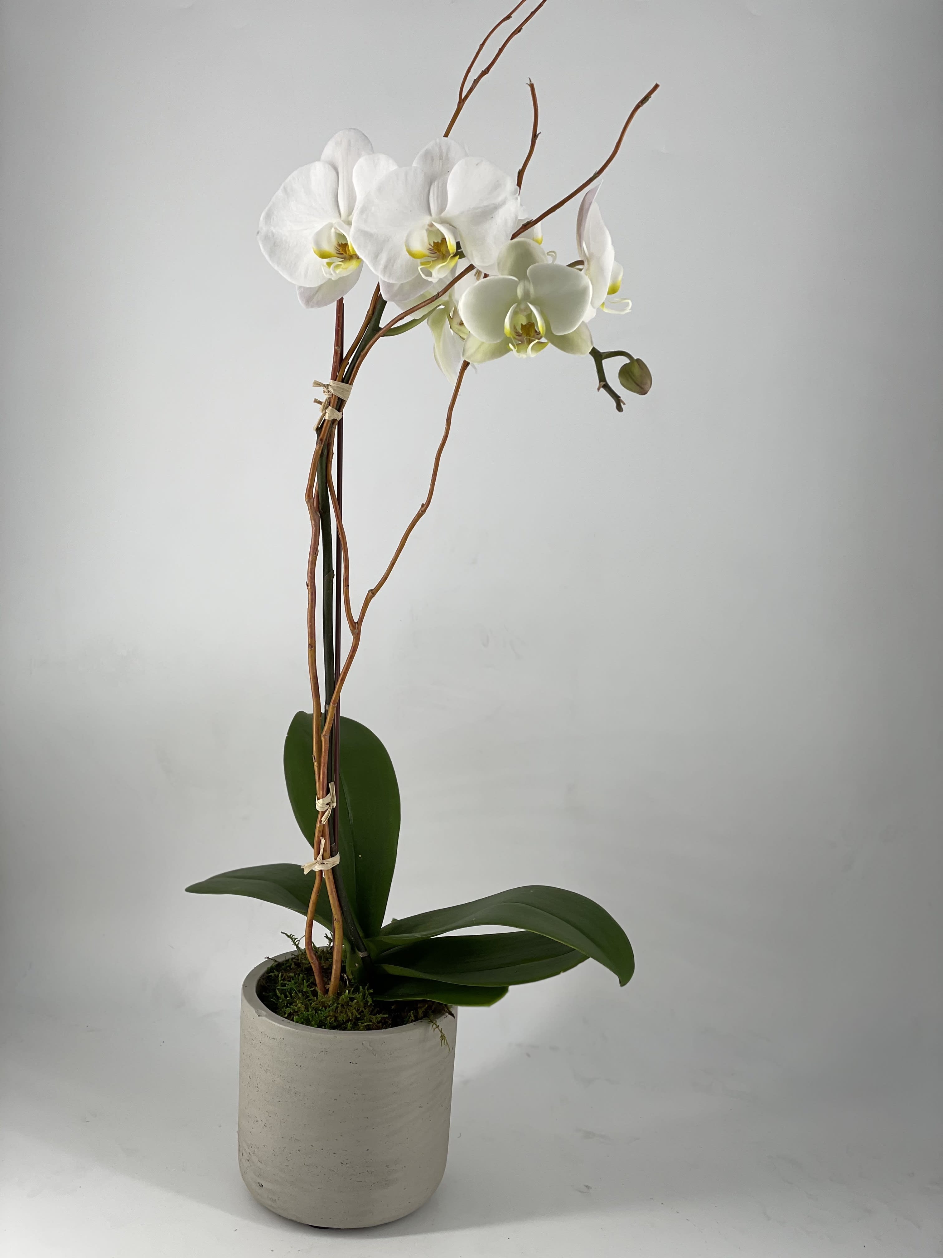 Concrete Orchid - Elegant, timeless and versatile, the Phalaenopsis orchid is perfect gift for any occasion or recipient. A beautiful blooming plant that requires minimal care. Planted in our Concrete Rose Signature Vase, lined with lush moss and staked with curly willow branches tied by raffia the Concrete Orchid is a simple but stunning choice. 