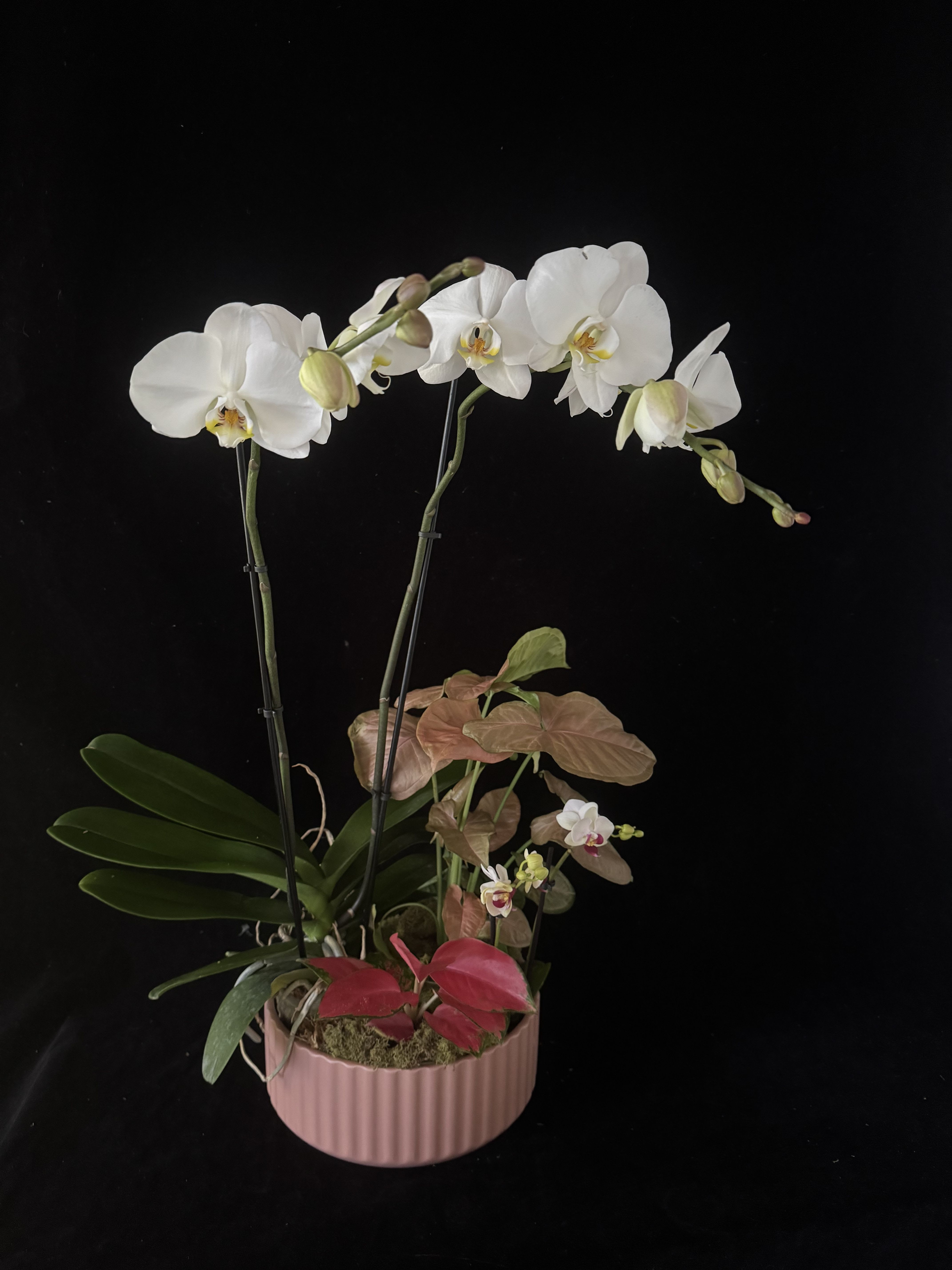 Orchid Dishgarden - Pink ceramic <3 - A double spiked white Phaleonopsis Orchid with mini orchid plant, "lucky red" Aglaeonema, and blush Syngonium. Comes in pink, ribbed ceramic bowl. Plant care card included.  