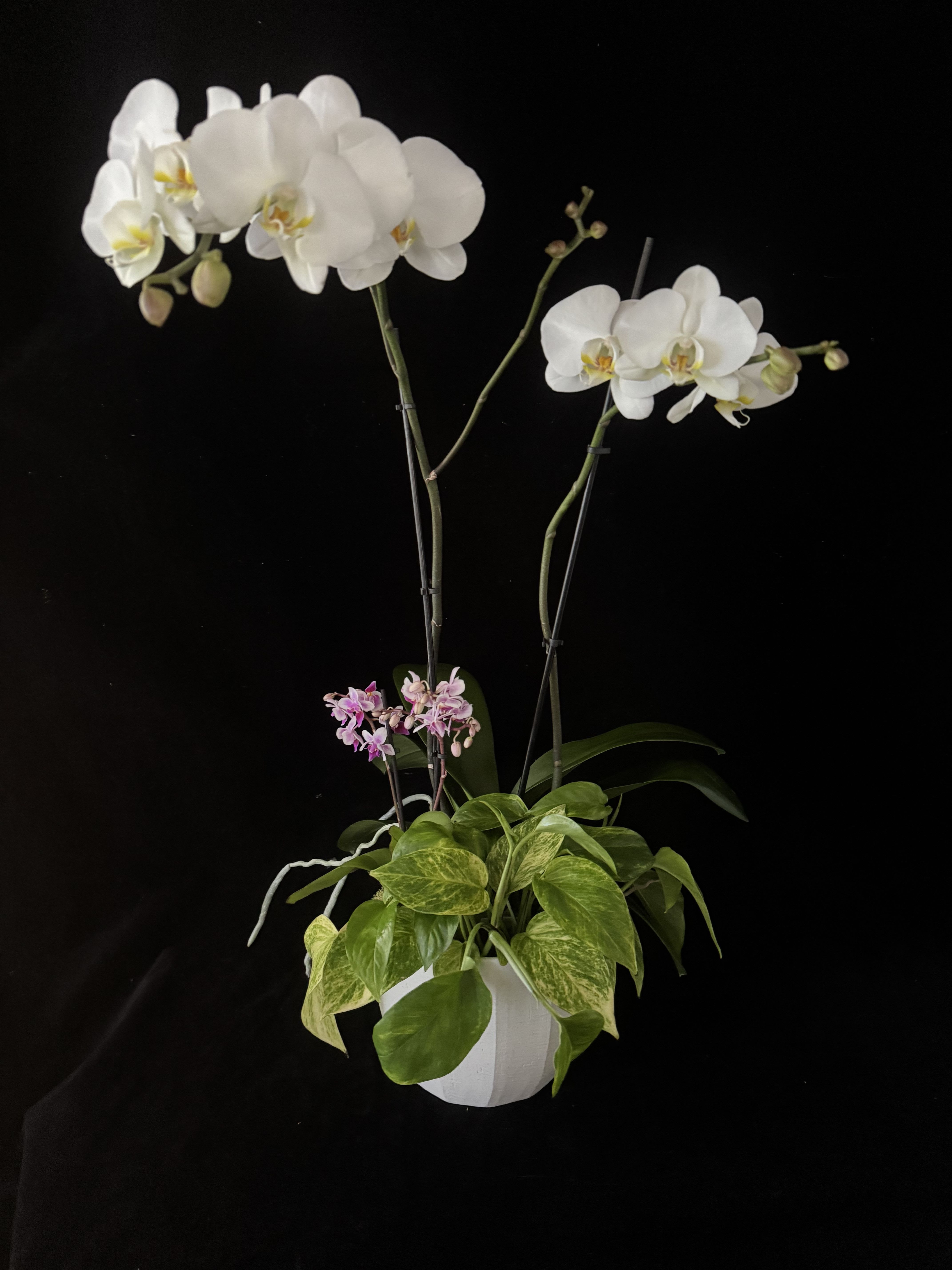 Mini Orchid Garden  - A beautiful, double spike Orchid in flower, planted in a modern Ceramic Pot. Includes mini orchid plant, and trailing green plant.   These are living plants and what is delivered may vary slightly from the picture shown, but will be beautiful!