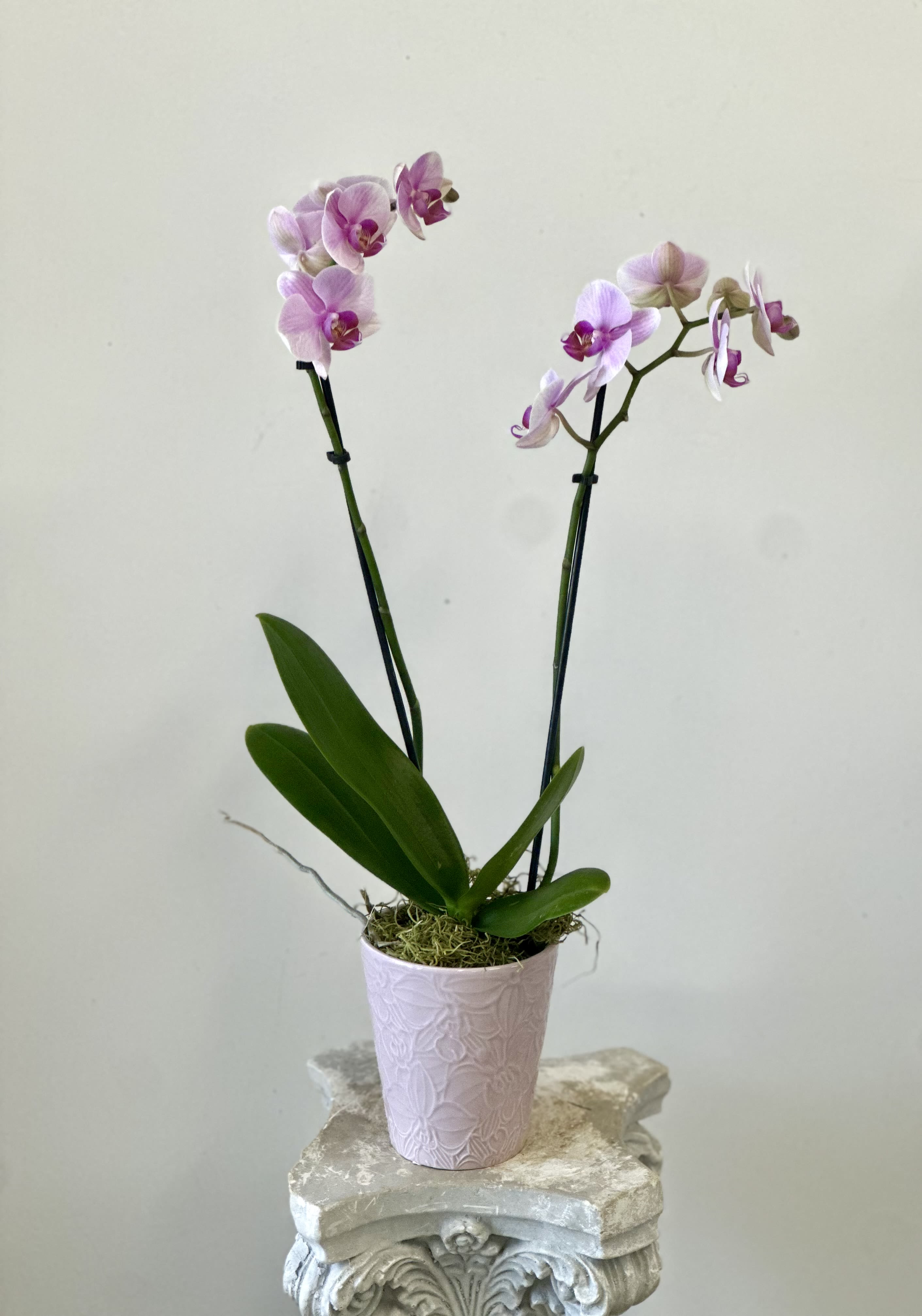 Phalaenopsis Orchids by Westford Florist Art by Veny - Elevate your space with the exquisite Phalaenopsis Orchids by Westford Florist Art by Veny. Also known as moth orchids, is a genus of about seventy species of plants in the family Orchidaceae. Renowned for their vibrant colors and graceful blooms, these orchids effortlessly enhance any decor or occasion while requiring minimal care. Simply water them weekly with three ice cubes and place them in bright, indirect light—it's that easy! With their captivating beauty and straightforward maintenance, these exotic plants are perfect for both seasoned plant enthusiasts and beginners. This genus consists of monopodial epiphytes or lithophytes with long, coarse roots, short, leafy stems, and long-lasting, flat flowers arranged in a flowering stem that often branches near the end. Transform your home or surprise a loved one with this timeless symbol of elegance; all you need to do is sit back and enjoy the enchanting display they create.