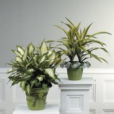 Lush House Plant - Indoor green plants can be the perfect item to send. Available in several sizes and varieties. we will send the nicest available in your price range or you are welcome to call for a list of available sizes and varieties.  Each plant will displayed in a basket or container with a beautiful bow suitable for the occasion.     