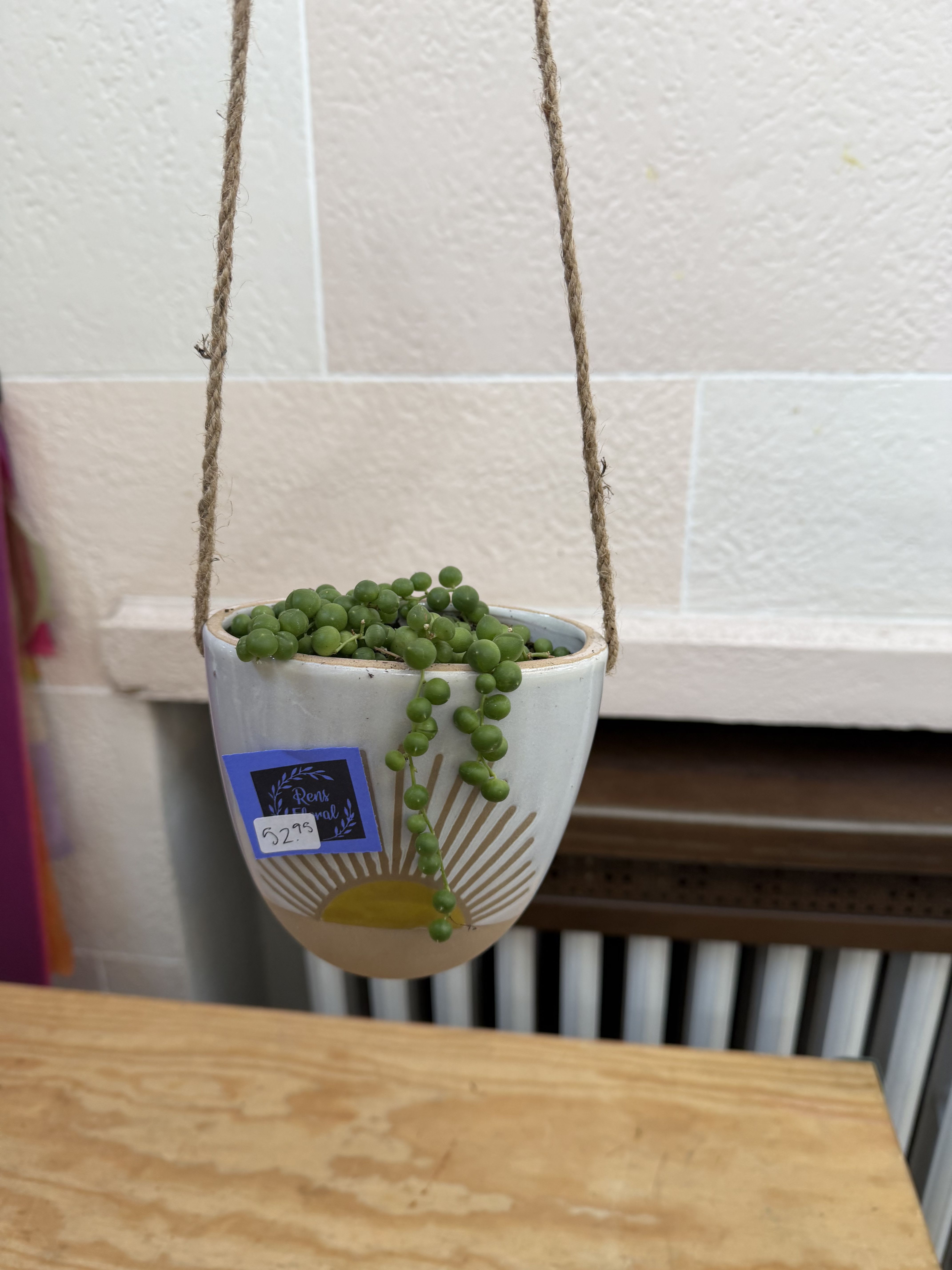 Hanging Sun String of Pearls  - A 4" string of pearls planted in a hanging sun container. 