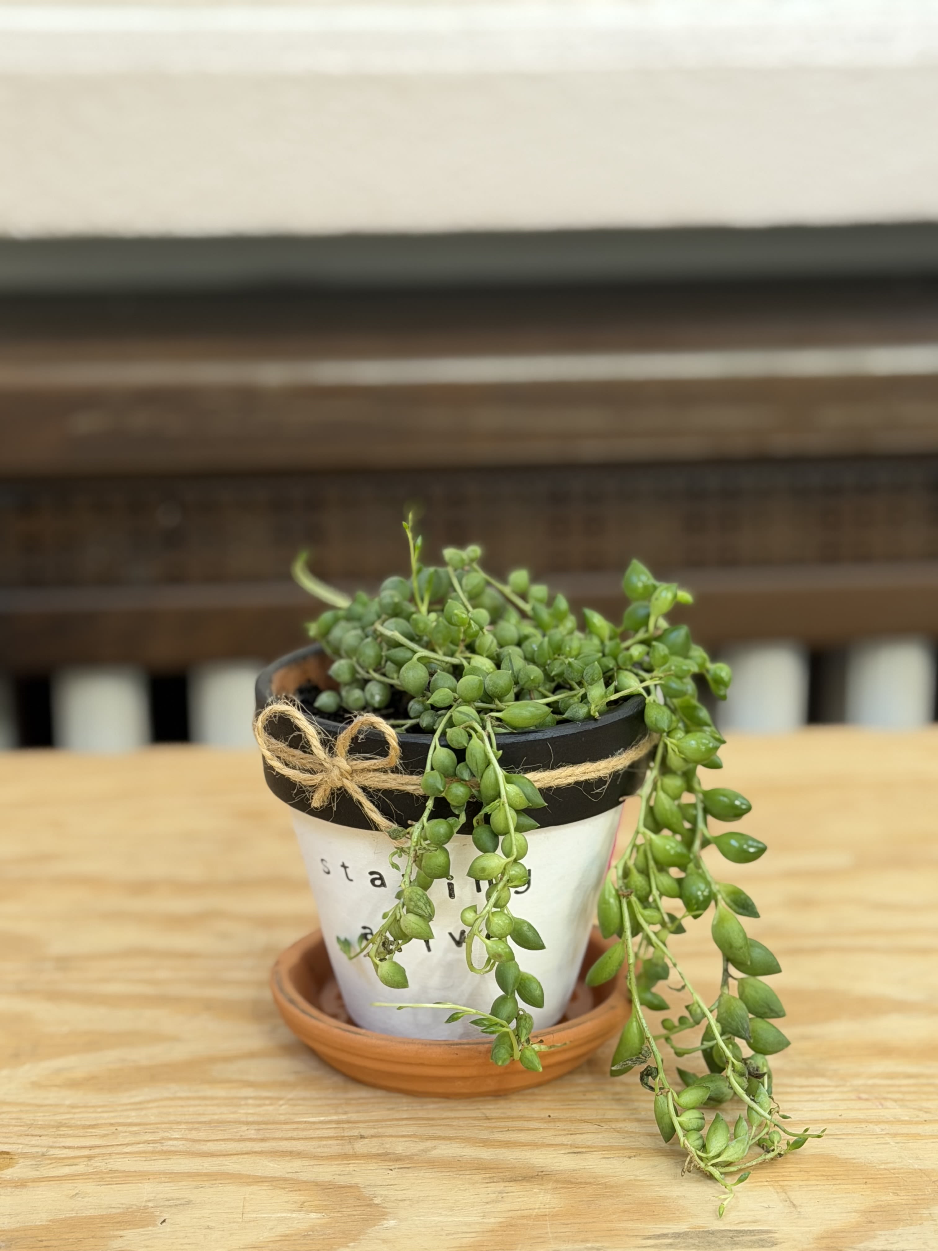 String of Watermelons  - A 6" string of watermelons planted in a ceramic "staying alive" pot. 