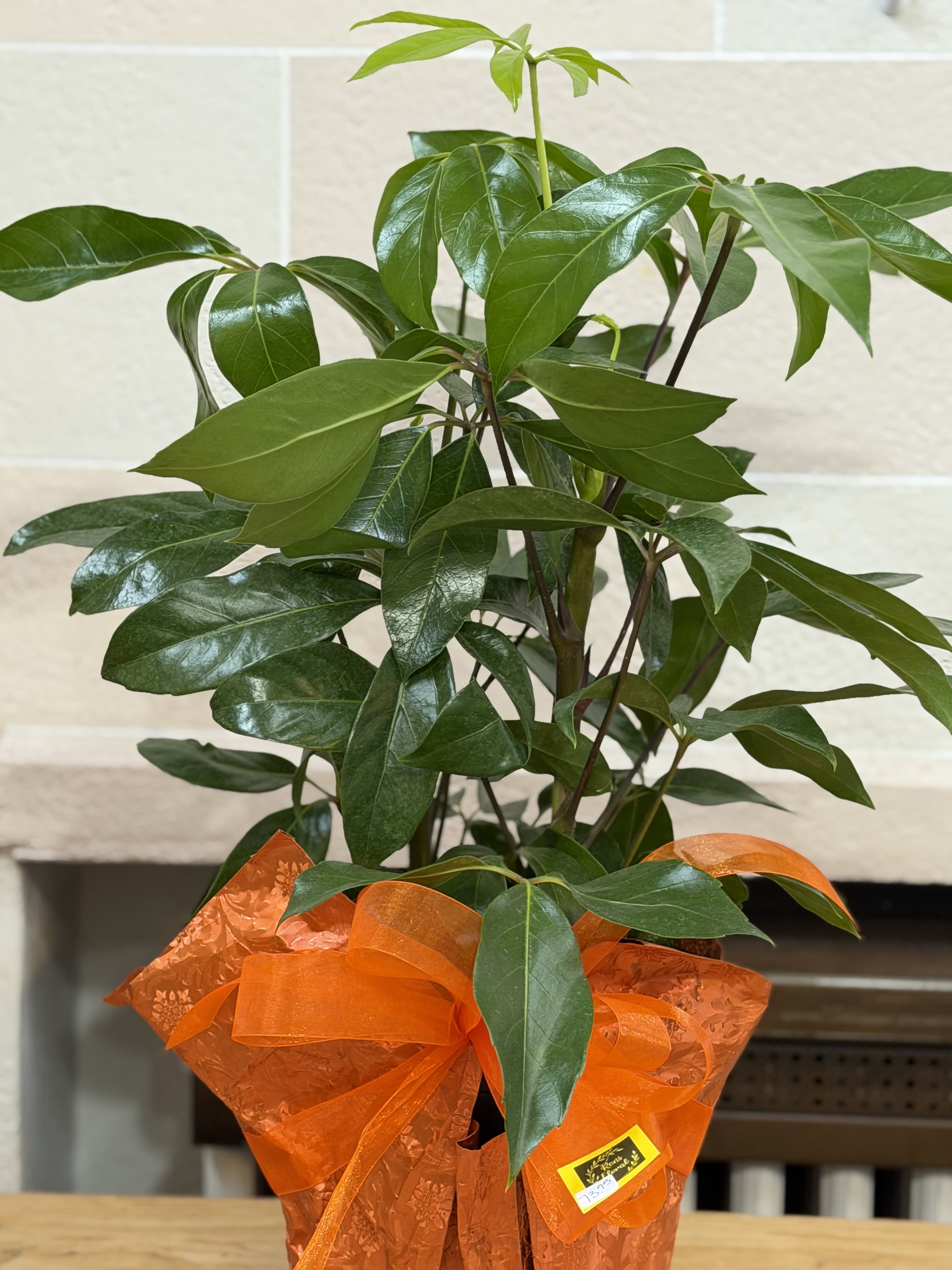 8" Wrapped Scheffiera  - An 8" wrapped Scheffiera plant with a bow. 