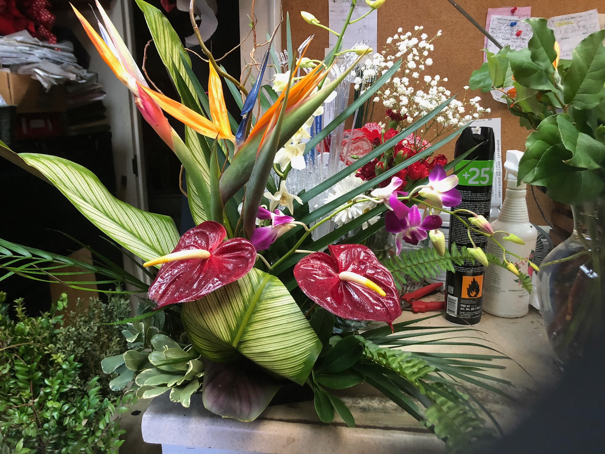 Medium tropical - Mixed medium tropical