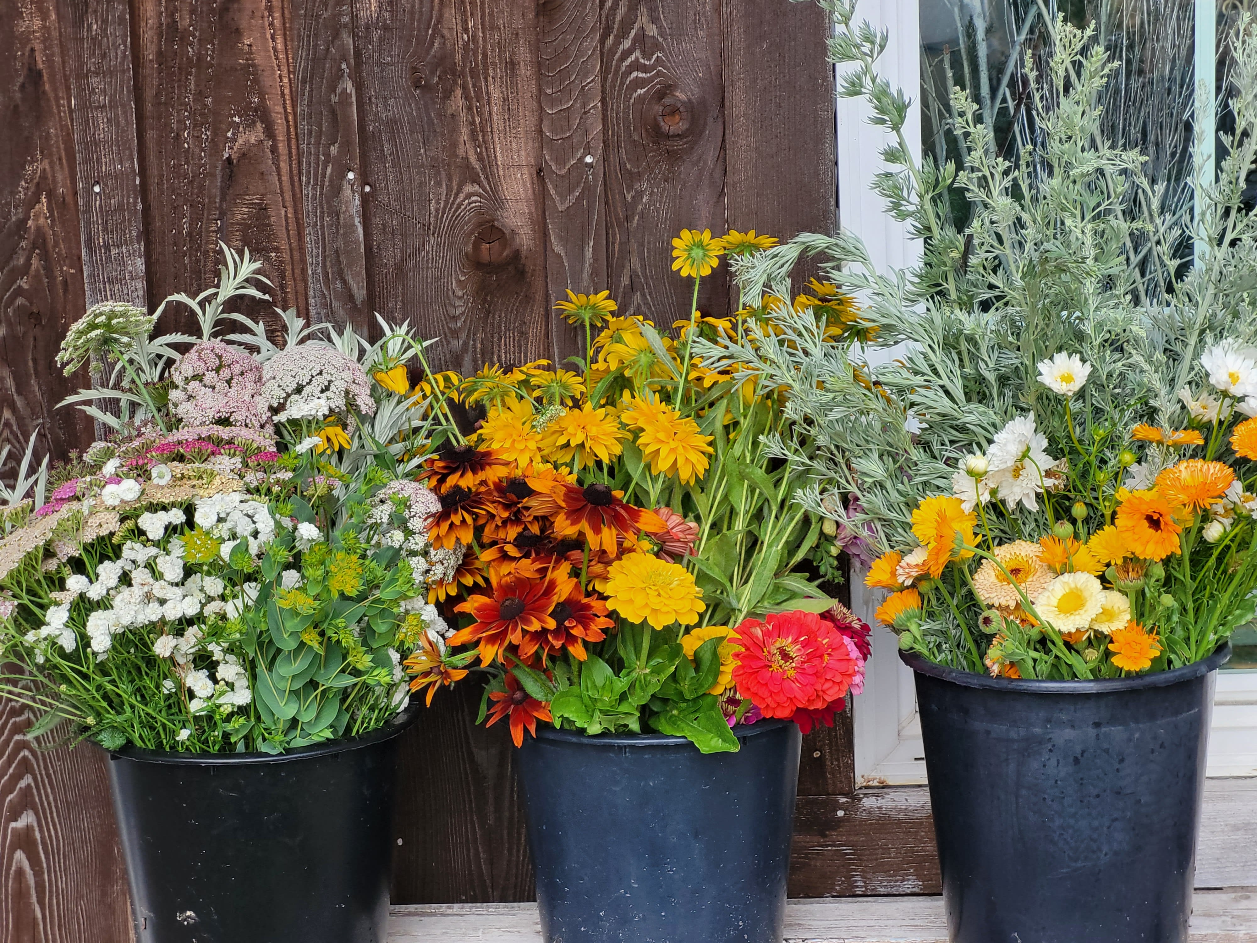 Bulk DIY Bucket of Blooms - Growers Choice - Available approximately June - Mid October  Planning a DIY event and searching for affordable, beautiful blooms? Our bulk bucket of blooms is the ideal solution! Perfect for crafting stunning centerpieces without breaking the bank, each bucket contains approximately 70-80 stems of a delightful mix of focal flowers, fillers, and lush greenery. We hand-select the finest flowers of the season, ensuring a vibrant assortment of colors, sizes, and textures for truly unique arrangements. Expect a charming blend possibilities like zinnias, cosmos, celosia, sunflowers, dahlias and many more depending on what is blooming best. To guarantee availability and freshness, we recommend ordering your buckets at least two days in advance and picking them up the day before your event. One bucket is typically enough to create around 6-8 charming mason jar sized arrangements, making it an economical and creative way to add a personal touch to your special occasion. Upgraded buckets include more premium blooms