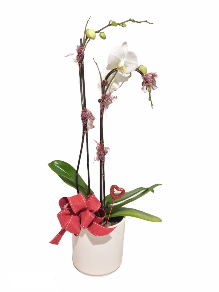 Blooming Love - Premium double stemmed orchid potted with love for your Valentine!  Orchid color and planter may vary.
