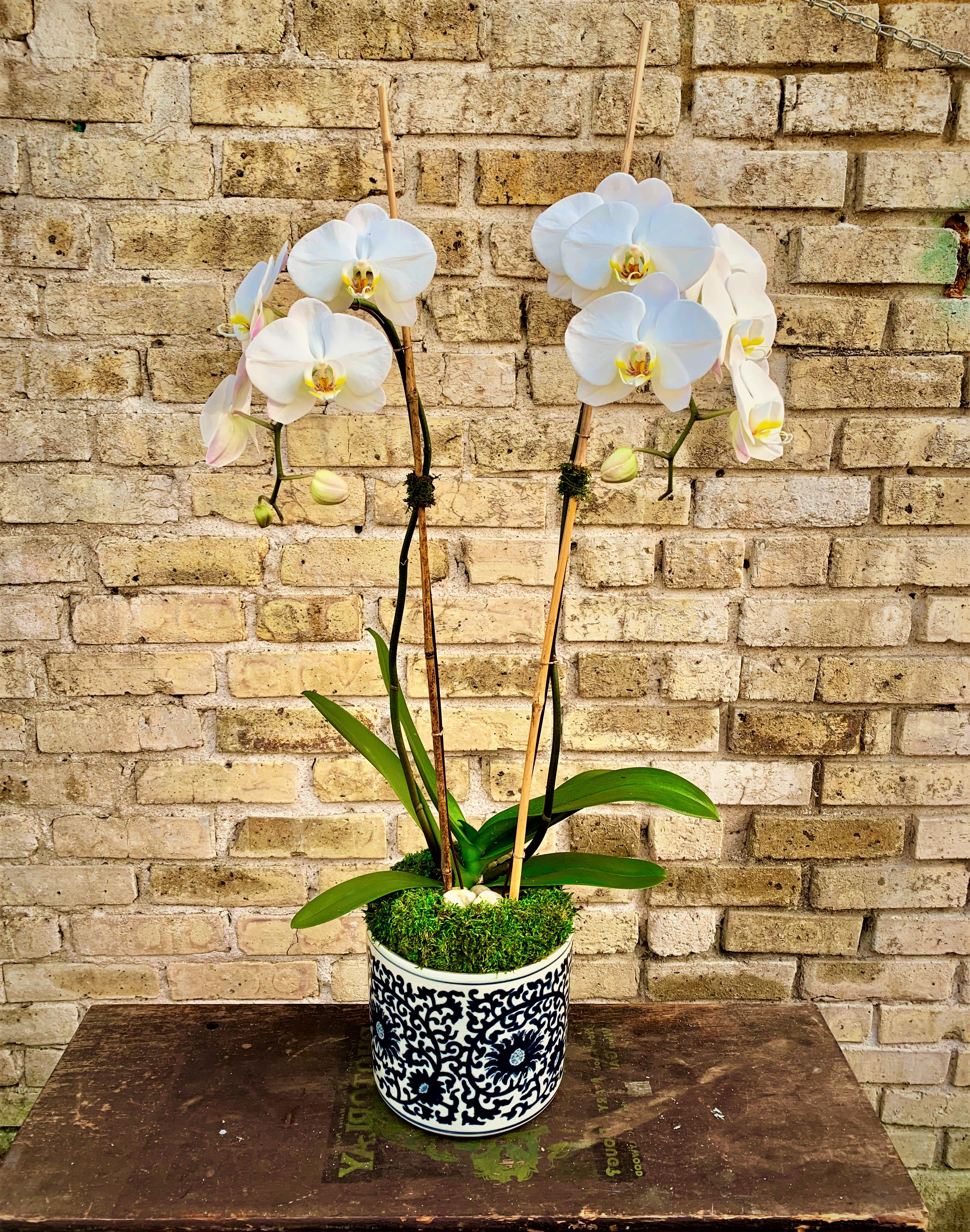Akari Orchid - White Phalaenopsis Orchid in Asian Ceramic Container Using Bamboo, Green Sheet Moss and Decorative Stones. (Design on container may vary depending on availability)