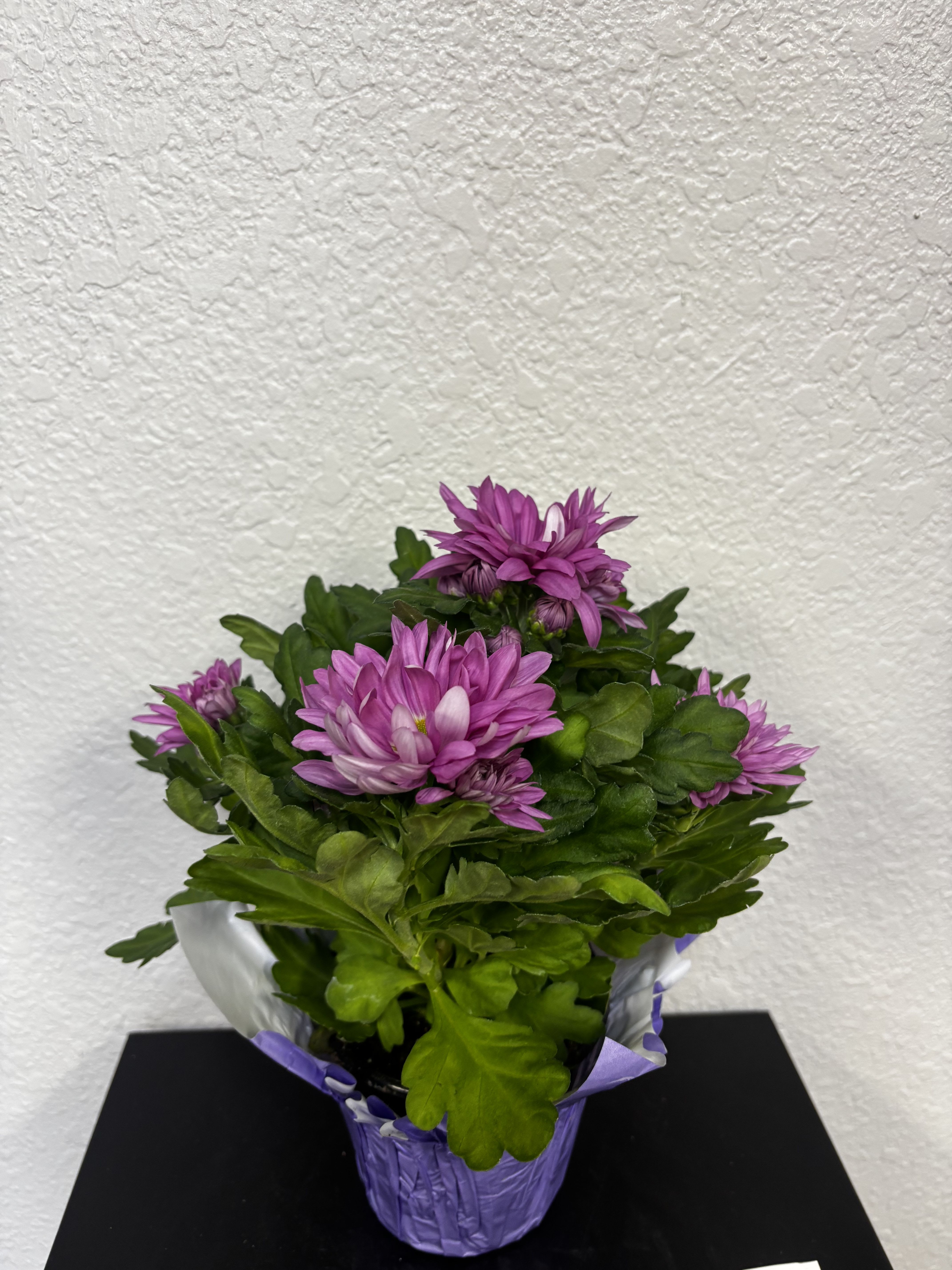 Lavender Mum plant 4 1/2” - This charming purple mum plant is full of rich color and lush green foliage, making it a perfect pick for everyday gifting or brightening up any space. Arriving wrapped and ready to enjoy, it adds a cheerful pop of purple to desks, counters, or entryways. Easy to care for and long-lasting, this mum is a thoughtful way to say thinking of you, thank you, or just because.