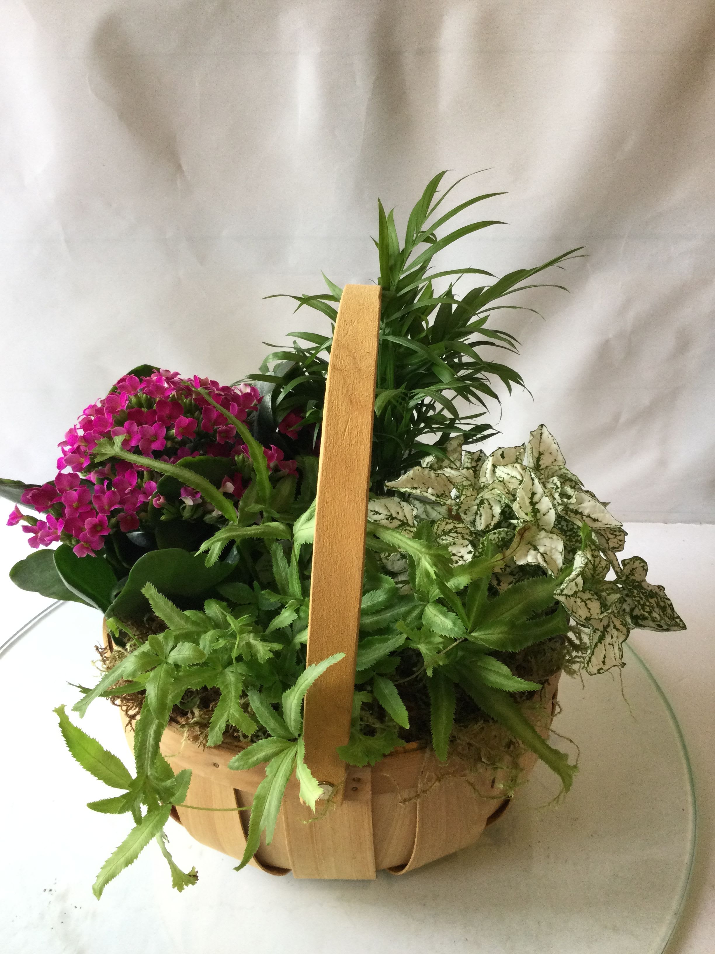 All Our Love Plant Basket - A gorgeous assortment of blooming and green plants arranged in an all natural basket. It makes a beautiful gift for many occasions! 