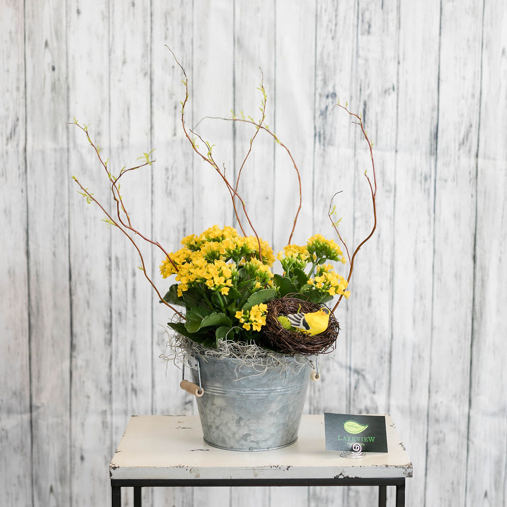 Finch - A yellow kalachoe plant is presented in a classic, galvanized container, with a faux finch, nestled at the bottom.  Approximate Dimensions: 18"H x 12"W