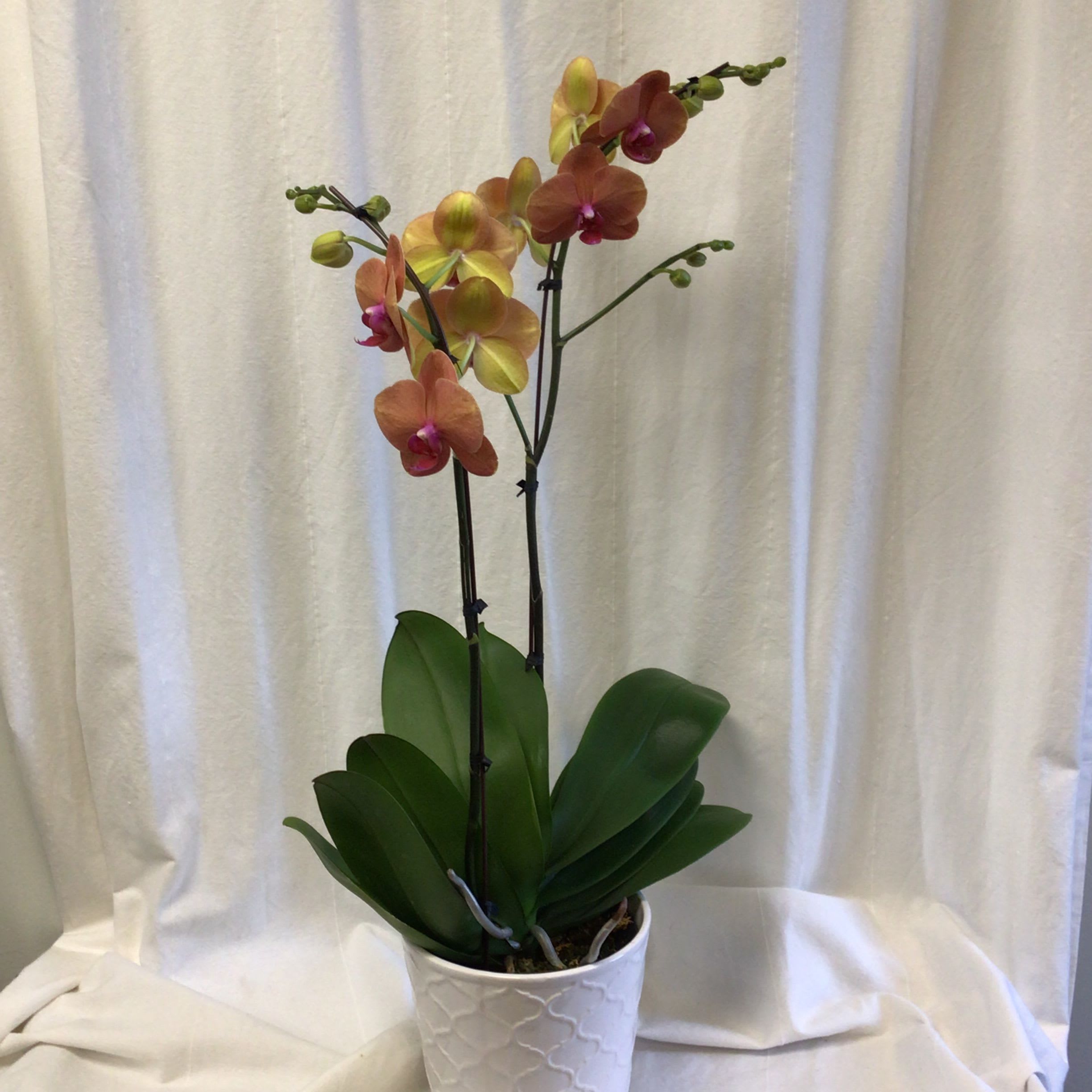 Sunset Phalaenopsis Orchid Plant - A beautiful two stem orchid plant. All the colours of the sunset seem to be in this style of orchid. Everything from the pale yellows, shades of orange and accents of pink. It will bloom for at least two to four months with the proper care and will even rebloom over time.  This item comes with a decorative ceramic pot and dressed ready for gift giving