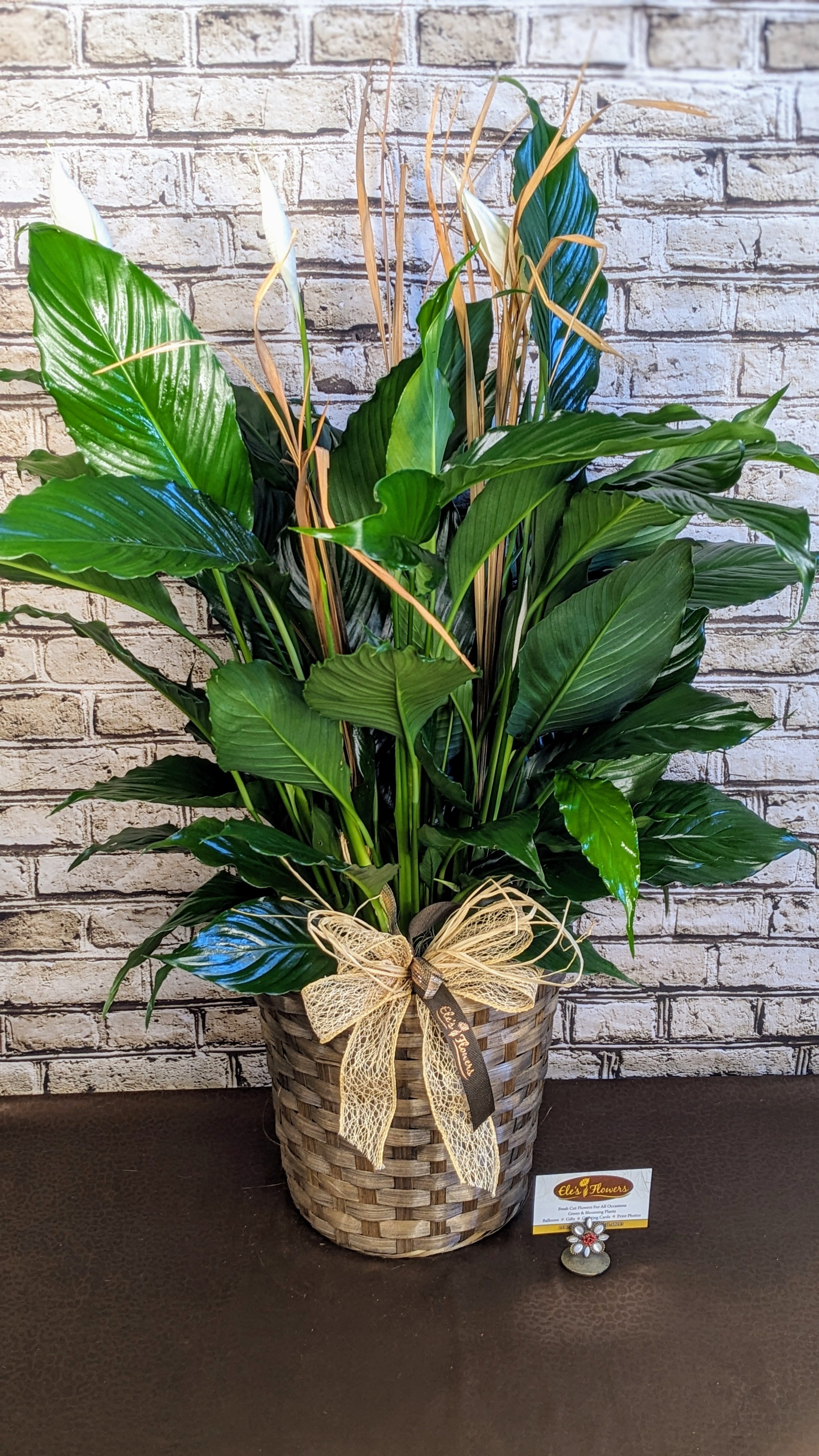 Elegant Peace Lily - 8" Planter - The Peace Lily is a popular houseplant known for its lush, dark green leaves and elegant white blooms, which resemble a calla lily. Peace Lilies thrive in low to moderate light, making them ideal for indoor environments. They are also known for their air-purifying qualities, helping to remove toxins from the air. Easy to care for, Peace Lilies prefer consistently moist soil but can tolerate some drying out between waterings. Their graceful appearance and low-maintenance nature make them a favorite among indoor plant enthusiasts.  Approximate Dimensions:  35"W x 30"W