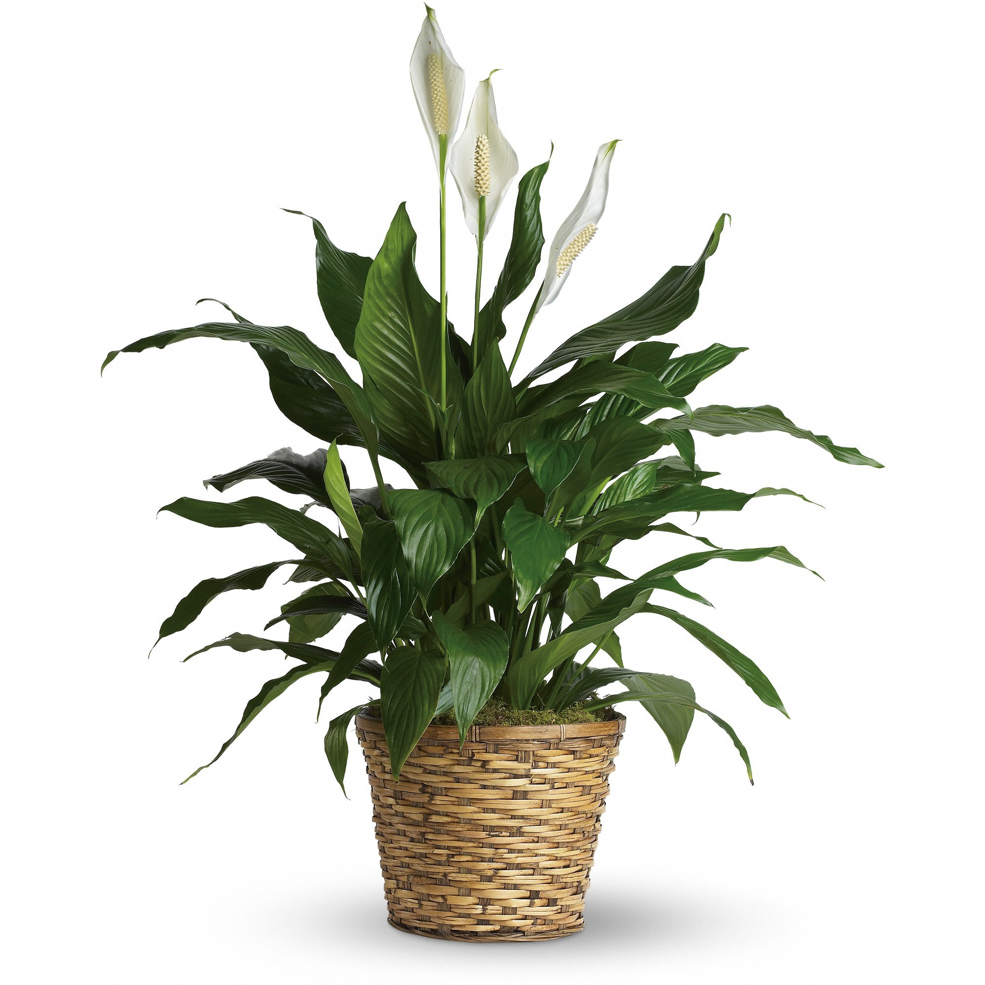 8'' Simply Elegant Peace Lily - Large  - Also known as the peace lily, this dark leafy plant with its delicate white blossoms makes a simply elegant gift. Known for its indoor beauty and ability to clear the air of contaminants, this brilliant green plant With dazzling white blossoms makes a perfect gift for almost any occasion. Low-maintenance &amp; high quality. Bet you never knew delivering elegance could be this simple.  This spathiphyllum comes in an 8" woven wicker basket. It's a great medium for delivering vitality.  Approximately 30 1/2" W x 37" H   As Shown : T105-2A