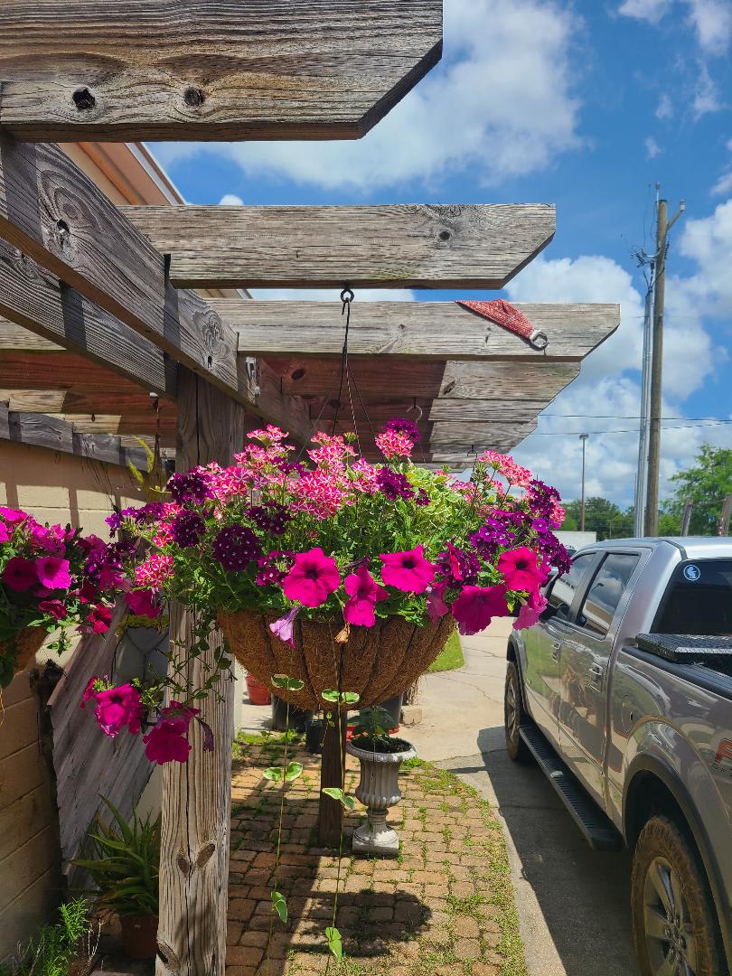 Hanging Blooming Plant Basket In Coconut Liner - Hanging Blooming Plant Basket with Coconut Fiber Liner. Blooming Plant Variety And Colors May Vary.