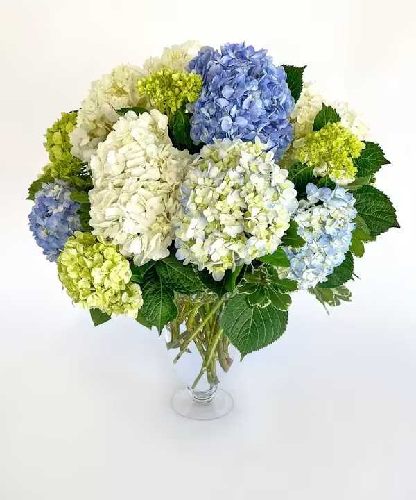 Majestic Hydragneas - Elegant and timeless. A tall Crystal Clear Glass Vesselled filled with blue, white and green hydrangea create a bold floral statement. 
