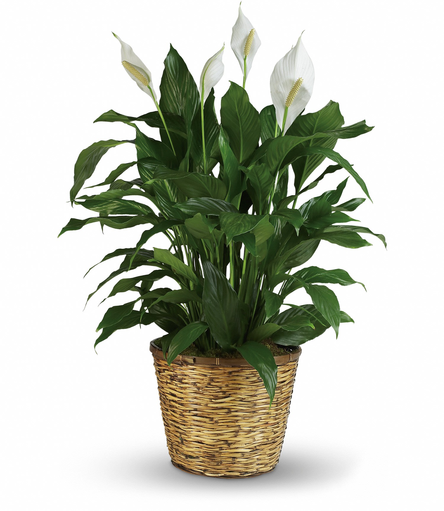 Peace Lily (Spathiphyllum) Large - This large spathiphyllum is delivered in a charming 12" basket. Tall is a great call! Approximately 27" W x 40" H  T105-3A