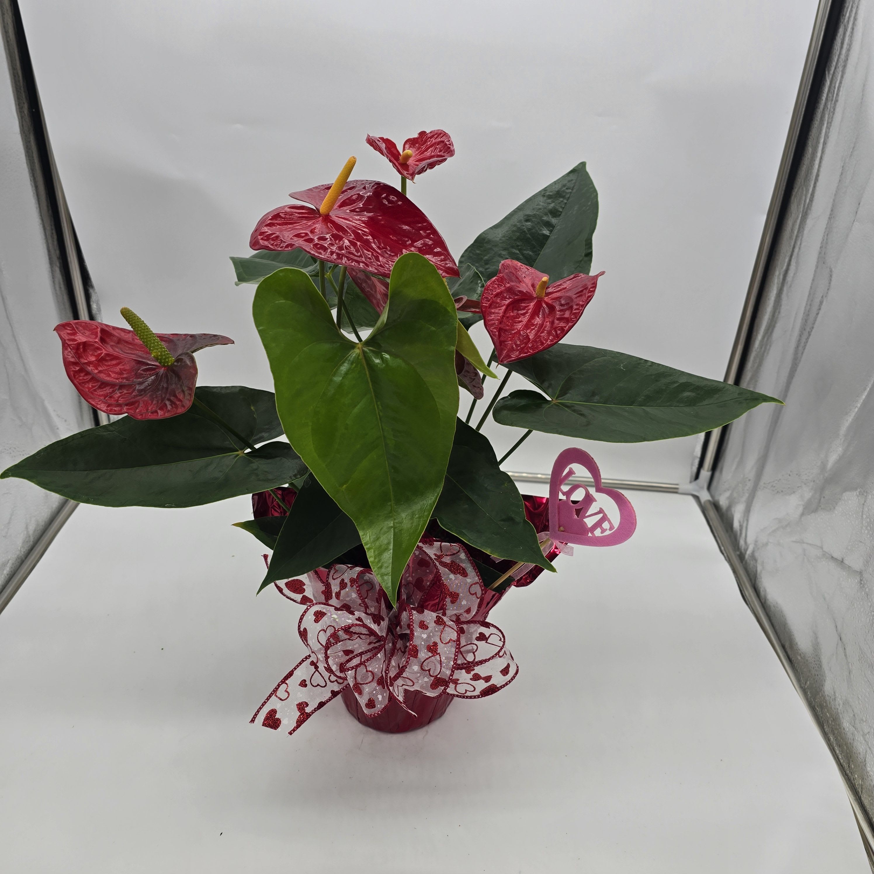 Valentine’s Anthurium Plant ️ - Looking for a gift that lasts longer than flowers? Our Valentine’s Anthurium is the perfect mix of romance and elegance. Known as the “heart plant,” each glossy, heart-shaped bloom symbolizes love, admiration, and lasting affection.  Beautifully presented in a decorative container with festive Valentine accents, this plant makes a stunning statement at home or in the office. Unlike cut flowers, Anthuriums continue to bloom for weeks (even months!) with proper care — a living reminder of your love.   Available in classic Red for bold romance  Also offered in soft Pink for sweet, graceful love  Perfect for: • Working professionals • Modern home décor lovers • Anyone who deserves something special that lasts  Low-maintenance, long-lasting, and undeniably beautiful — this is a Valentine’s gift they’ll enjoy well beyond the holiday.