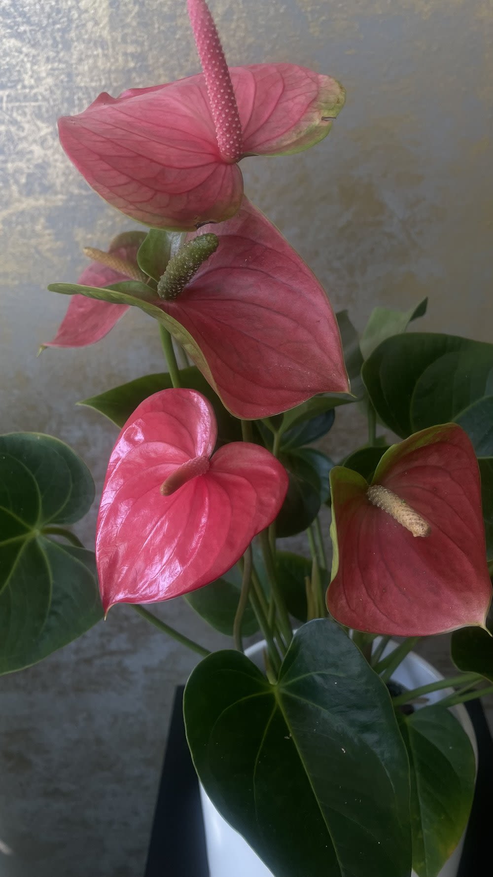 Pink Anthurium 6" - Anthuriums are striking tropical plants known for their glossy, heart-shaped leaves and vibrant, waxy flowers. The flowers, often called spathes, can be red, pink, white, or green, with a prominent spadix in the center. They thrive in warm, humid environments and prefer indirect light, making them popular as houseplants. Anthuriums are also relatively low-maintenance, requiring well-draining soil and regular watering to keep the soil slightly moist.