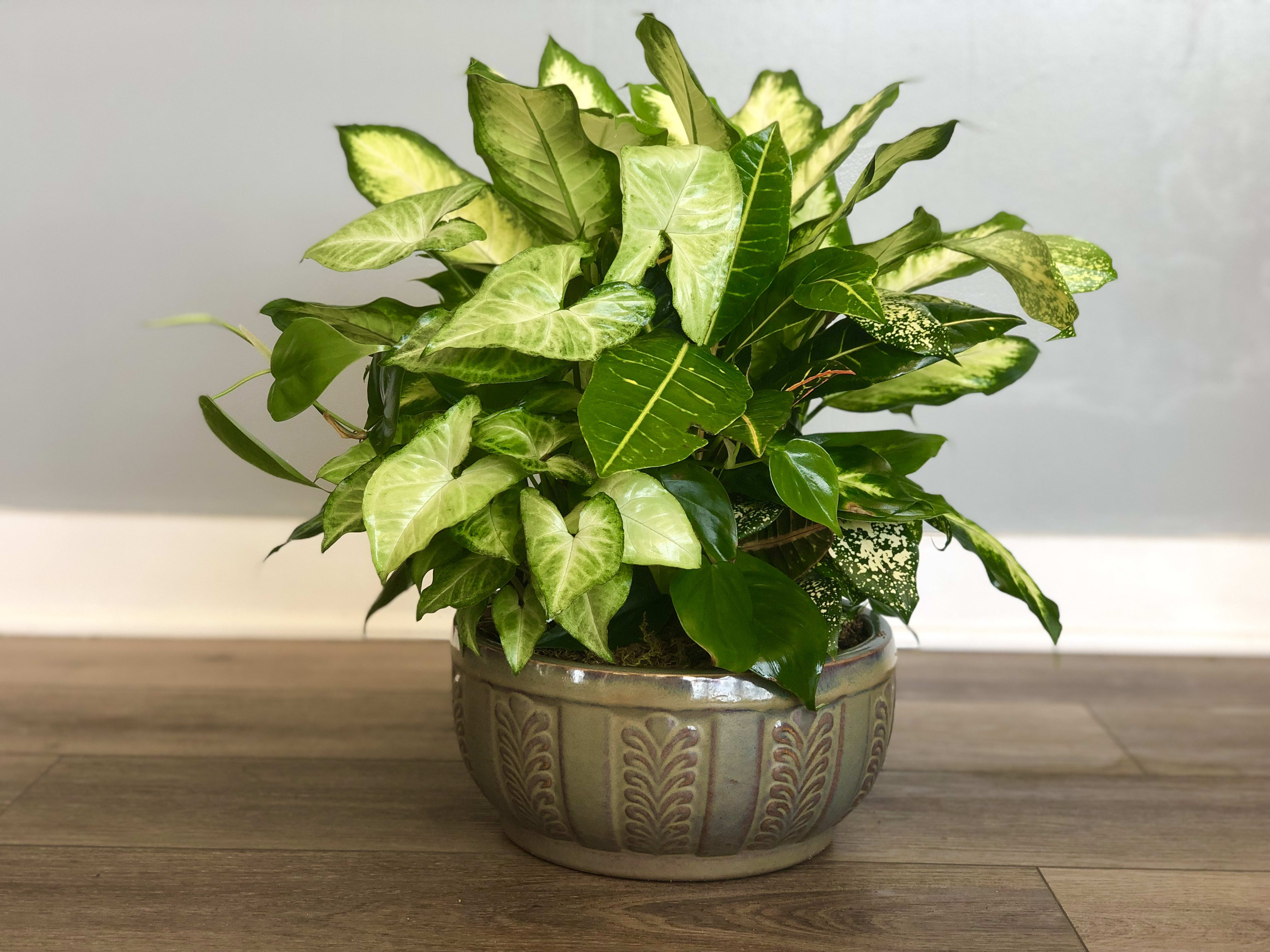 Ceramic Dishgarden - Mixed green plants in a variety of ceramic containers available in three sizes, 8", 10" and 12". ***Cannot guarantee the color or style of ceramic.***