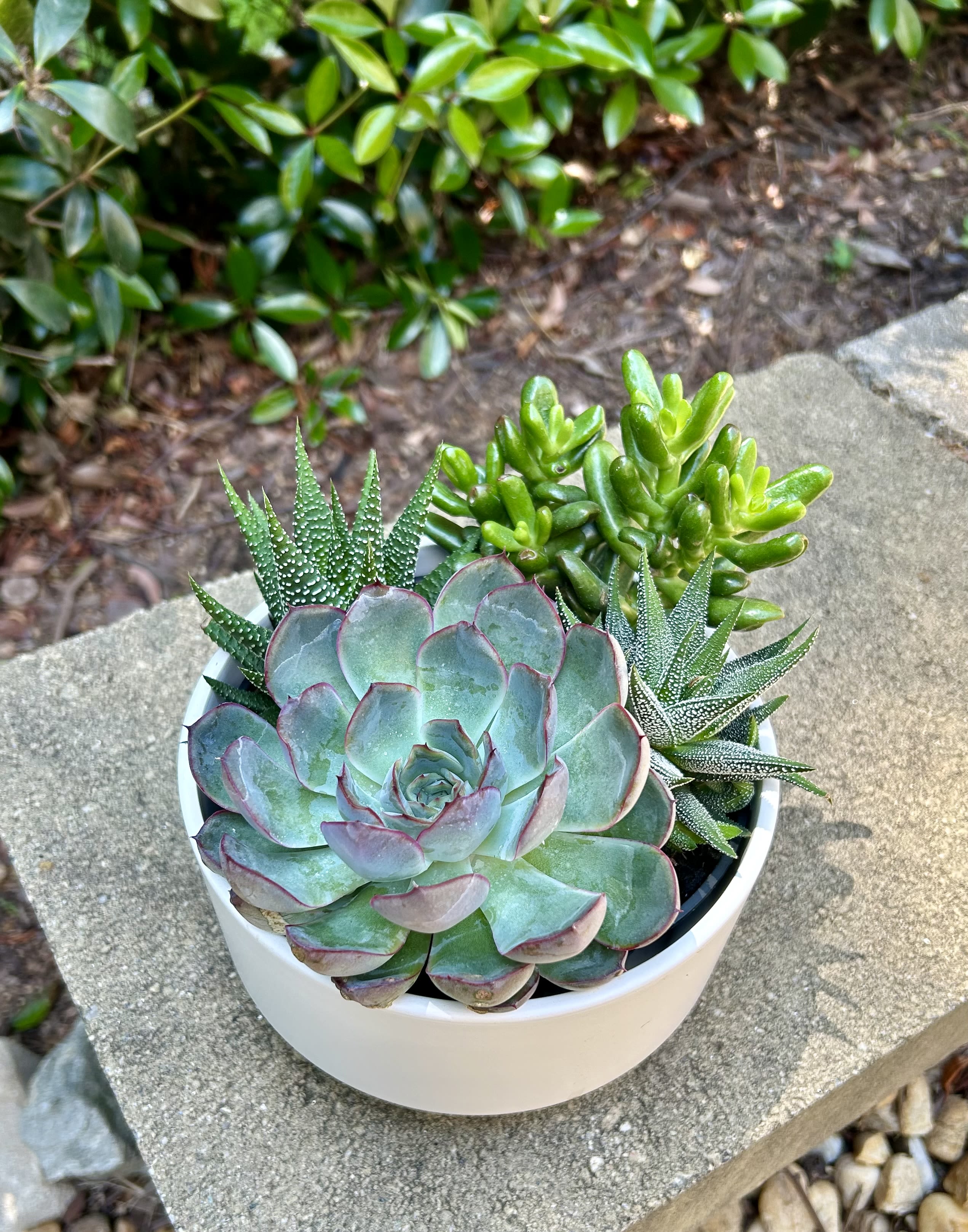 Succulent Garden - Succulents are super trendy right now. These hearty and EASY to care for plants would make a perfect addition to a beginner friendly or an expert plant loving home!