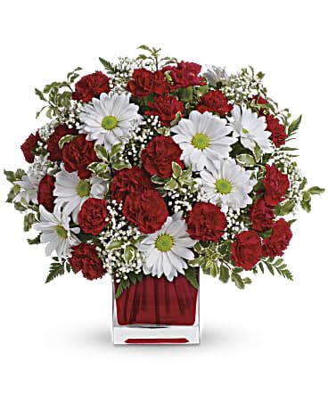 Red And White Delight - This simply sweet bouquet is delicately arranged in our ruby red glass cube. It's a gift that she will always remember! Includes miniature red carnations and white daisy chrysanthemums, accented with fresh greenery. Delivered in glass Cube. Orientation: All-Around