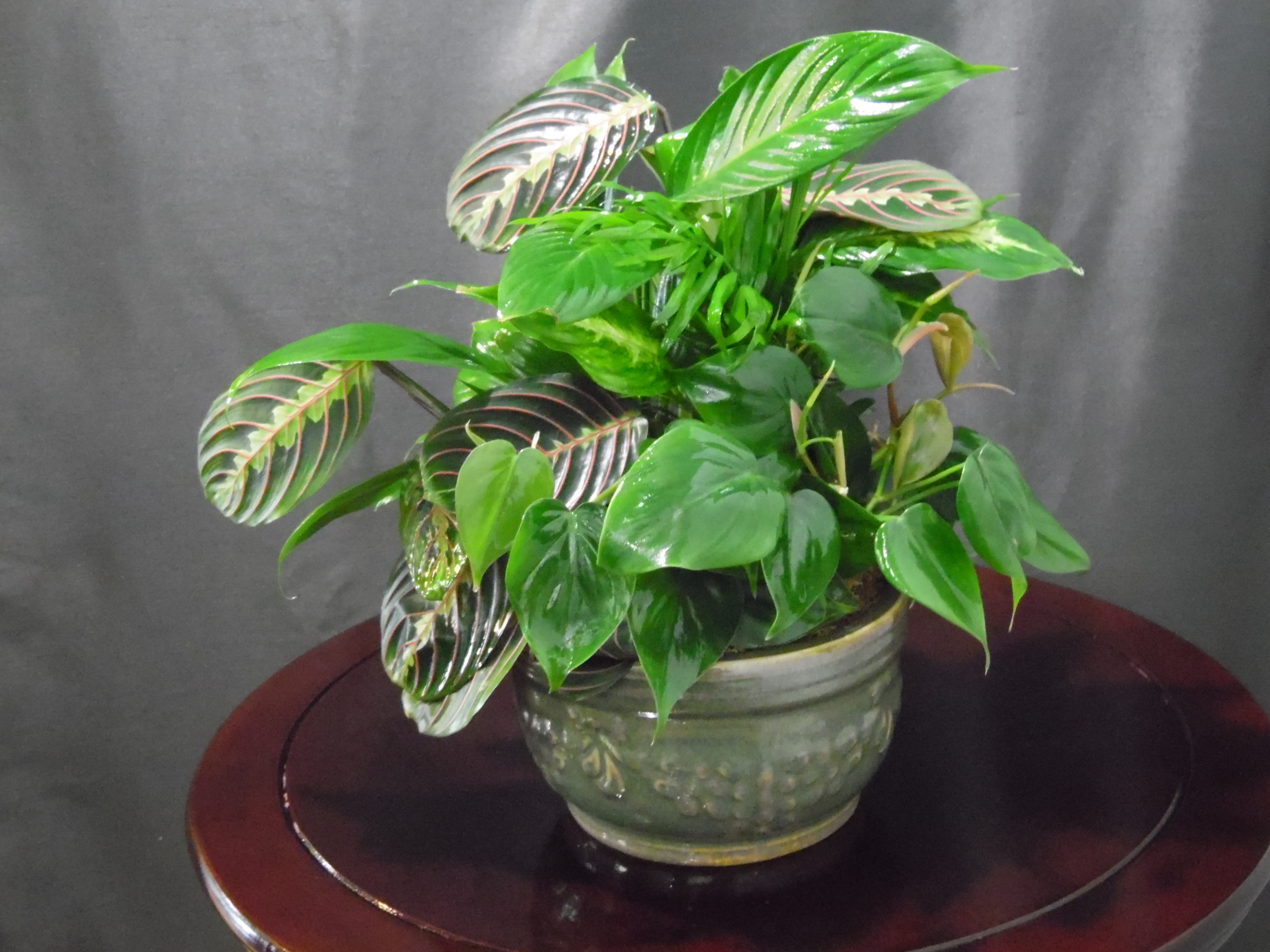 Small Dish Garden - A pretty mix of greenery in a small decorative ceramic container. Plant types and ceramic containers will vary