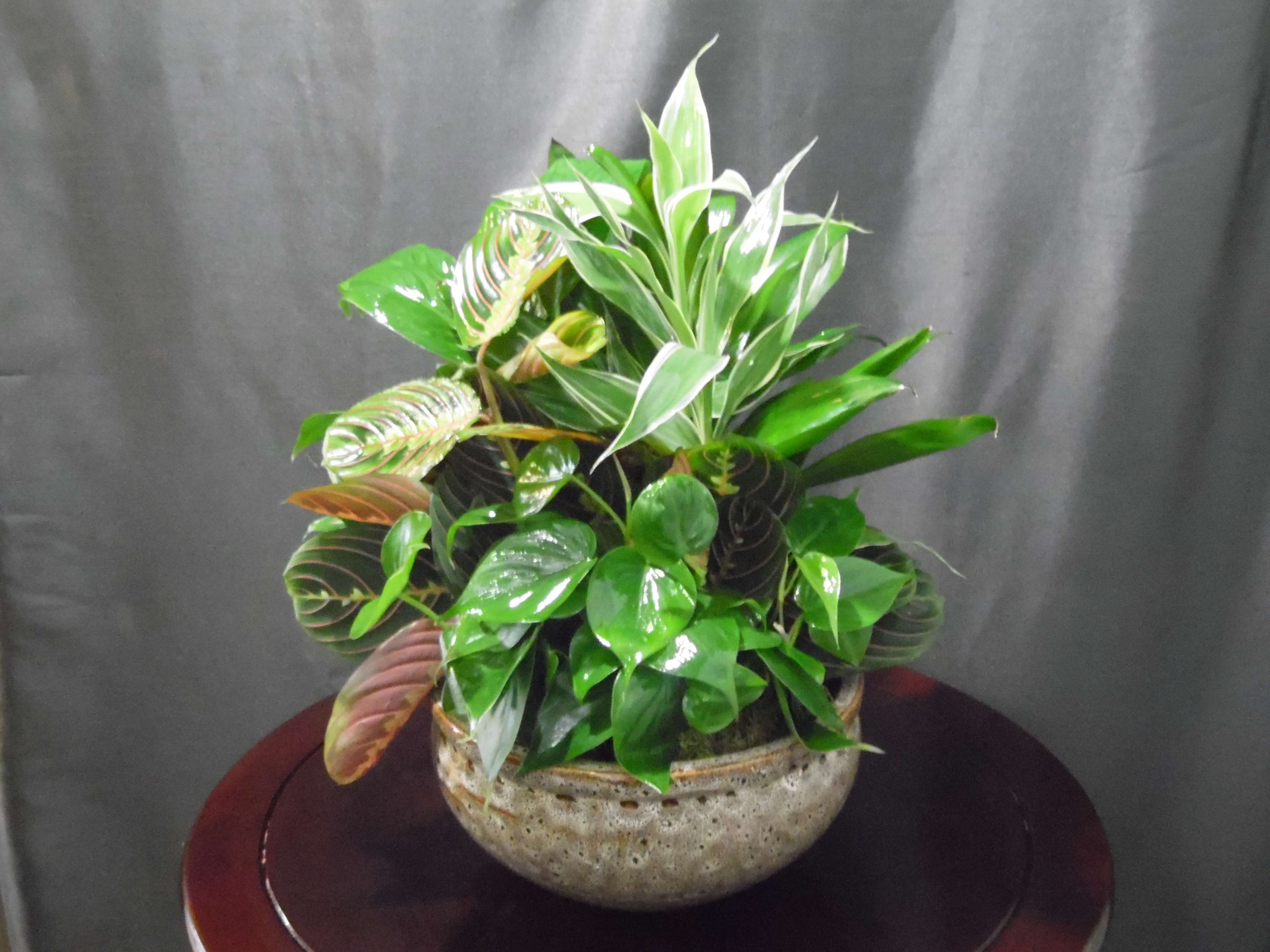 Medium Dish Garden - Perfect for so many occasions. A ceramic planter and a mix of plants make this plant great for displaying on a tabletop in any home.