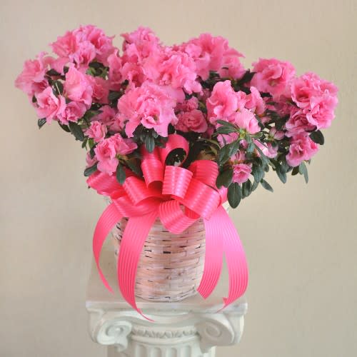 Azalea plant - Beautiful Azalea plant in wicker Basket with satin bow. Available in variety of colors.