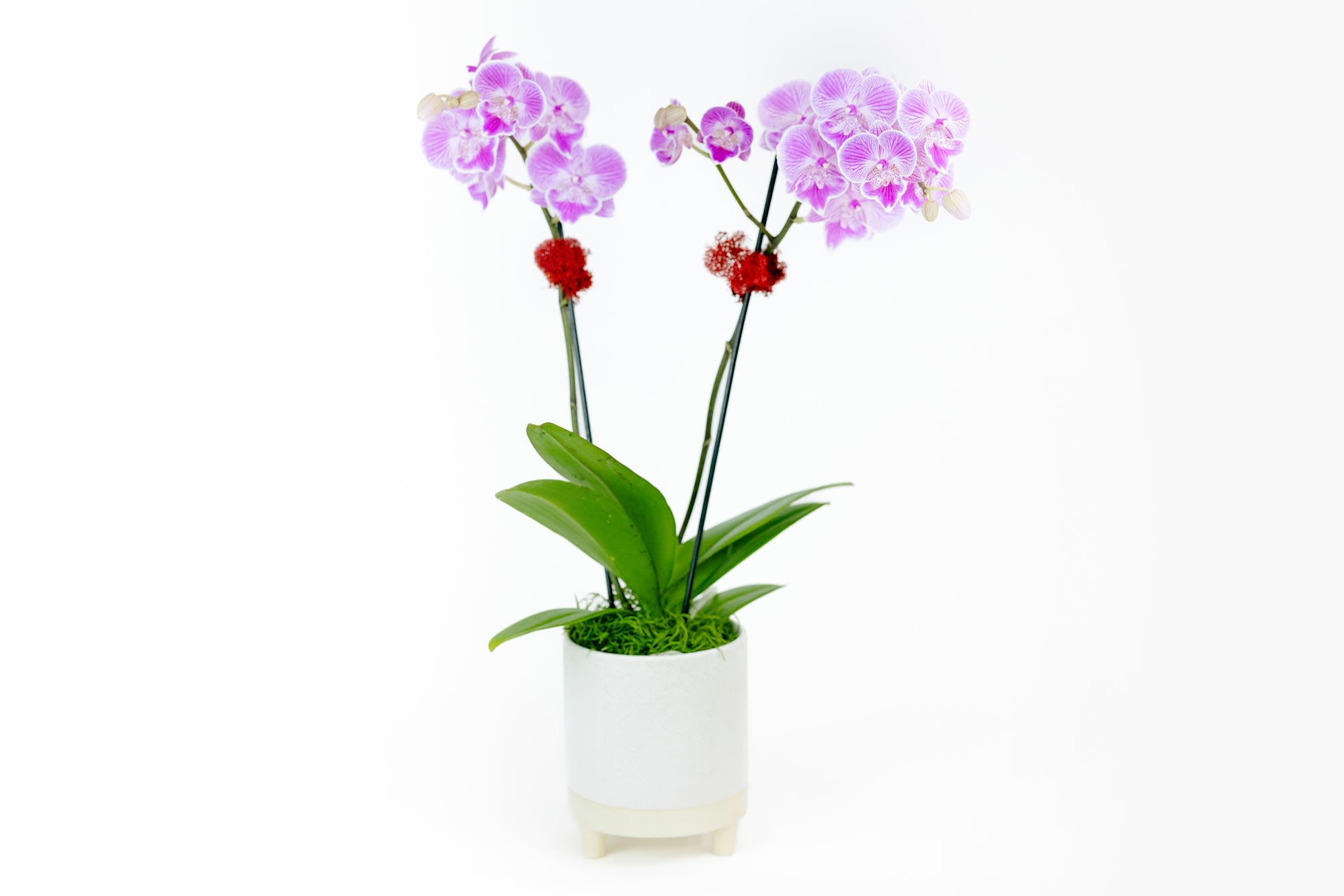 Velvet Love Orchid Plant - Two stems phalaenopsis orchid plant  in a footed white container. 