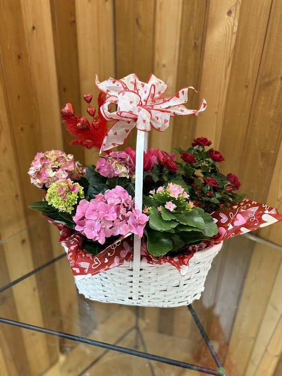All About That Bloom  - Big beautiful basket full of fresh spring plants