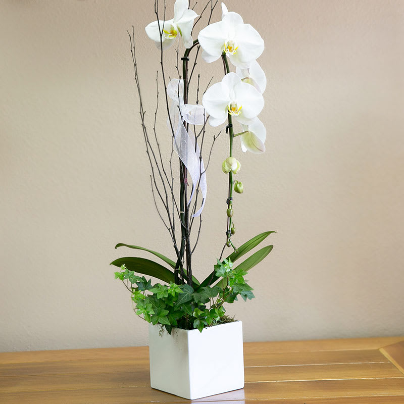 Orchid Elegance - The Queen of the orchids - The Phaleonopsis. Tastefully displayed with a healthy ivy in a classic planting.  Branches and soft ribbon completes this very elegant and long lasting gift appropriate for any occasion.  The deluxe version showcases a beautiful double spiked orchid plant.