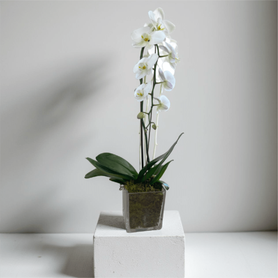 Orchid  - Single orchid arrangement