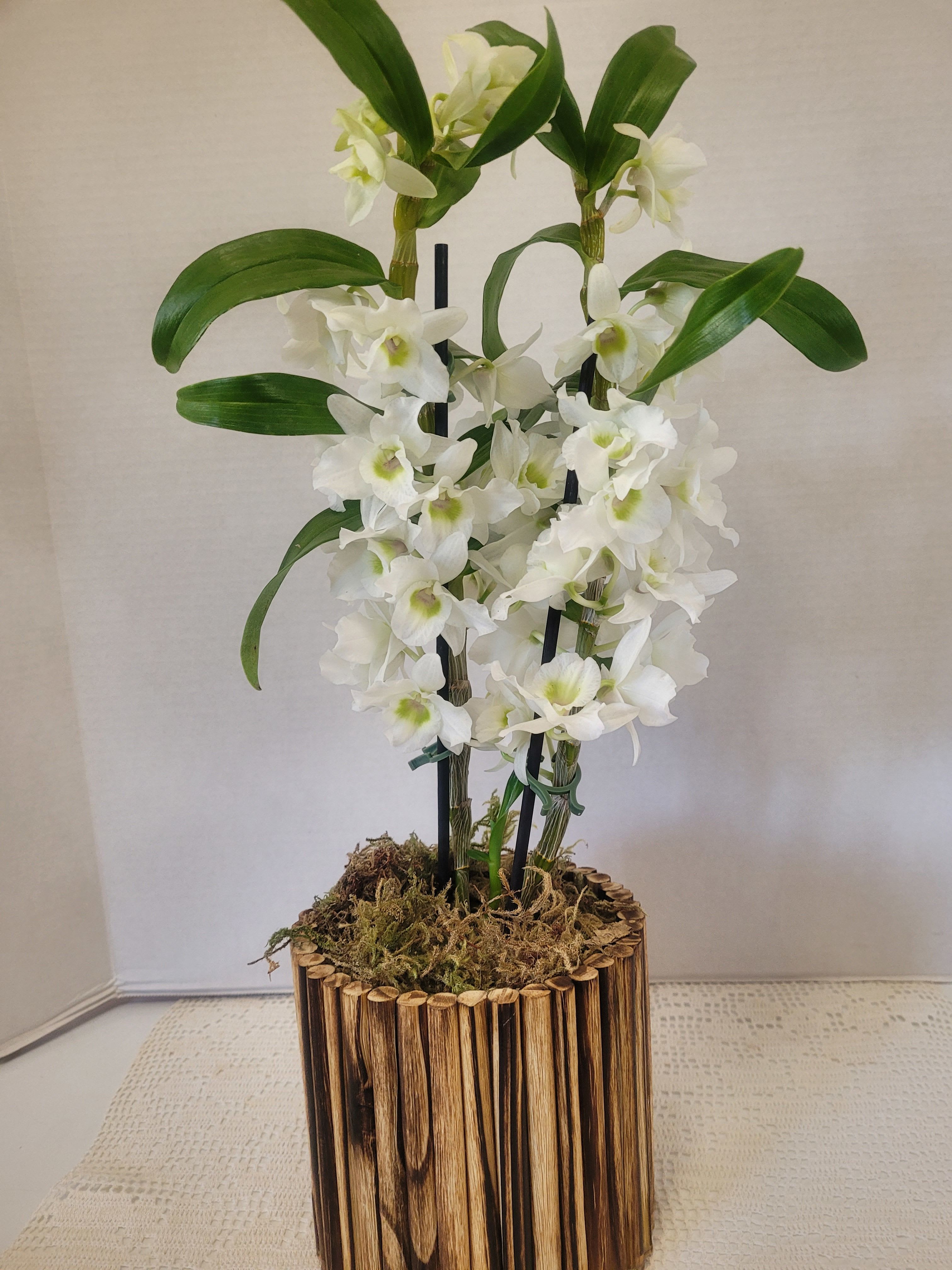 Exotic Dendrobium - Perfect for this Valentine's season, this white dendrobium is quite exotic and lovely.