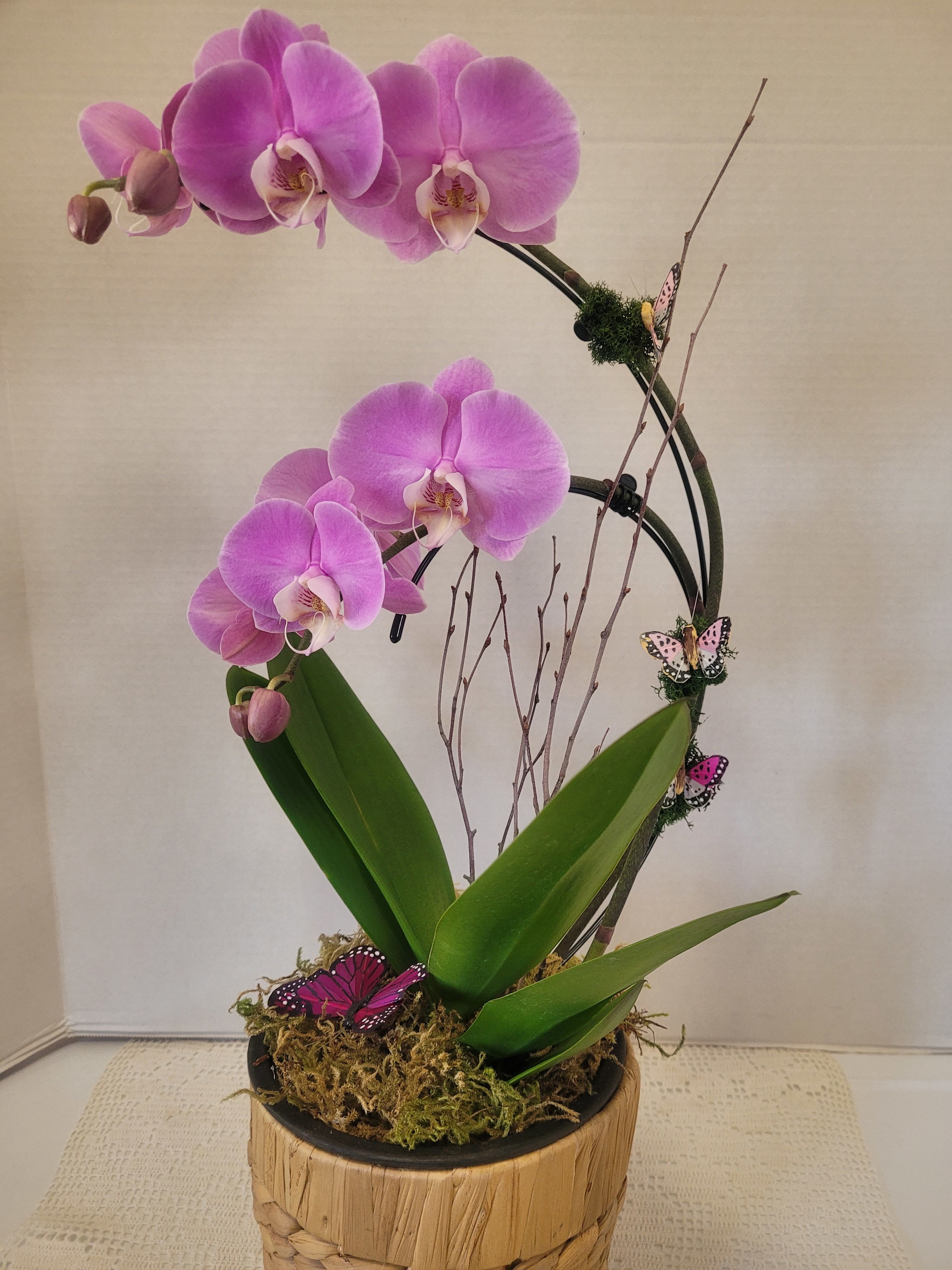 Pink in Wicker - A gorgeous cheery color to brighten any room. This 2-stem Phalaenopsis orchid is shaped in a sweeping cascade. It is featured in a wicker container and ideal for anyone or any occasion.
