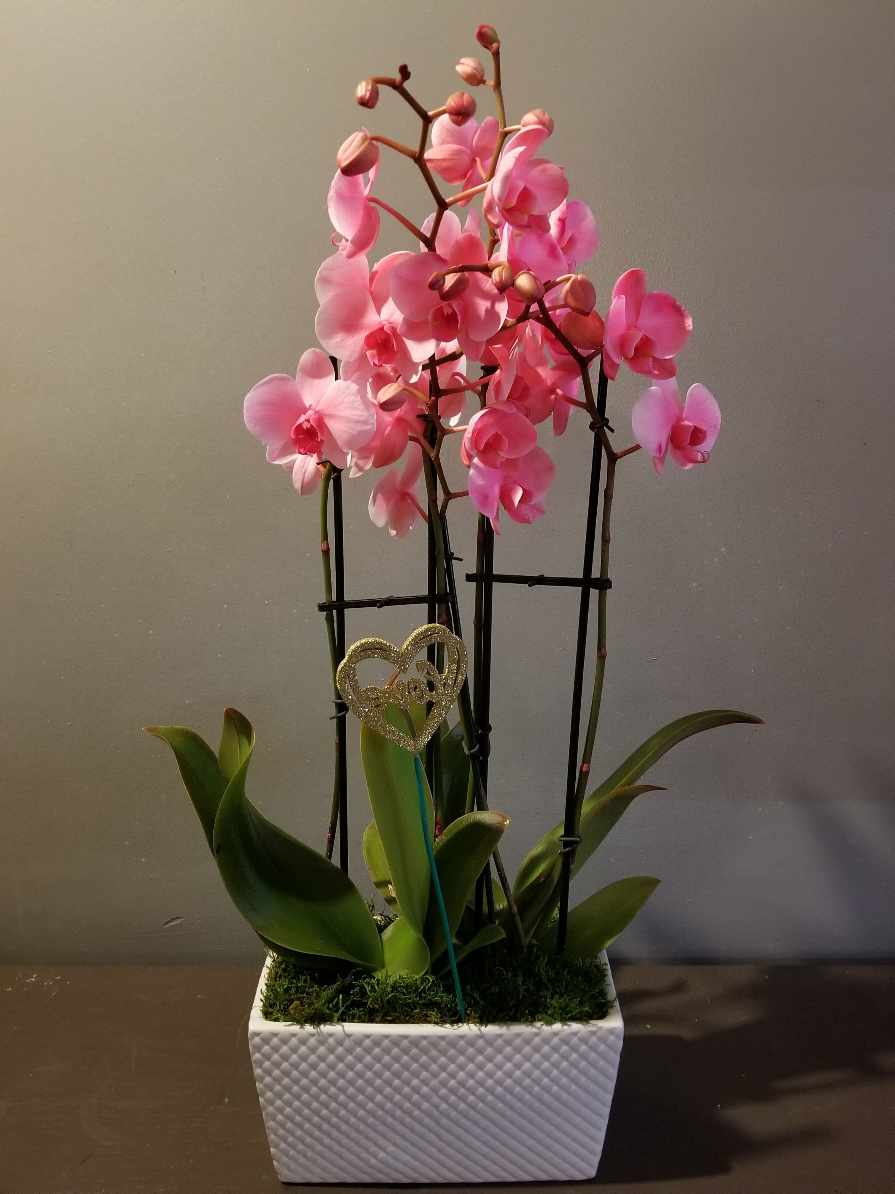 Plants: Mystique Orchid Garden - The perfect long-lasting gift for your Valentine - a hot pink orchid garden! Measures approx. 29"Tx10"W and arrives in a white ceramic pot.