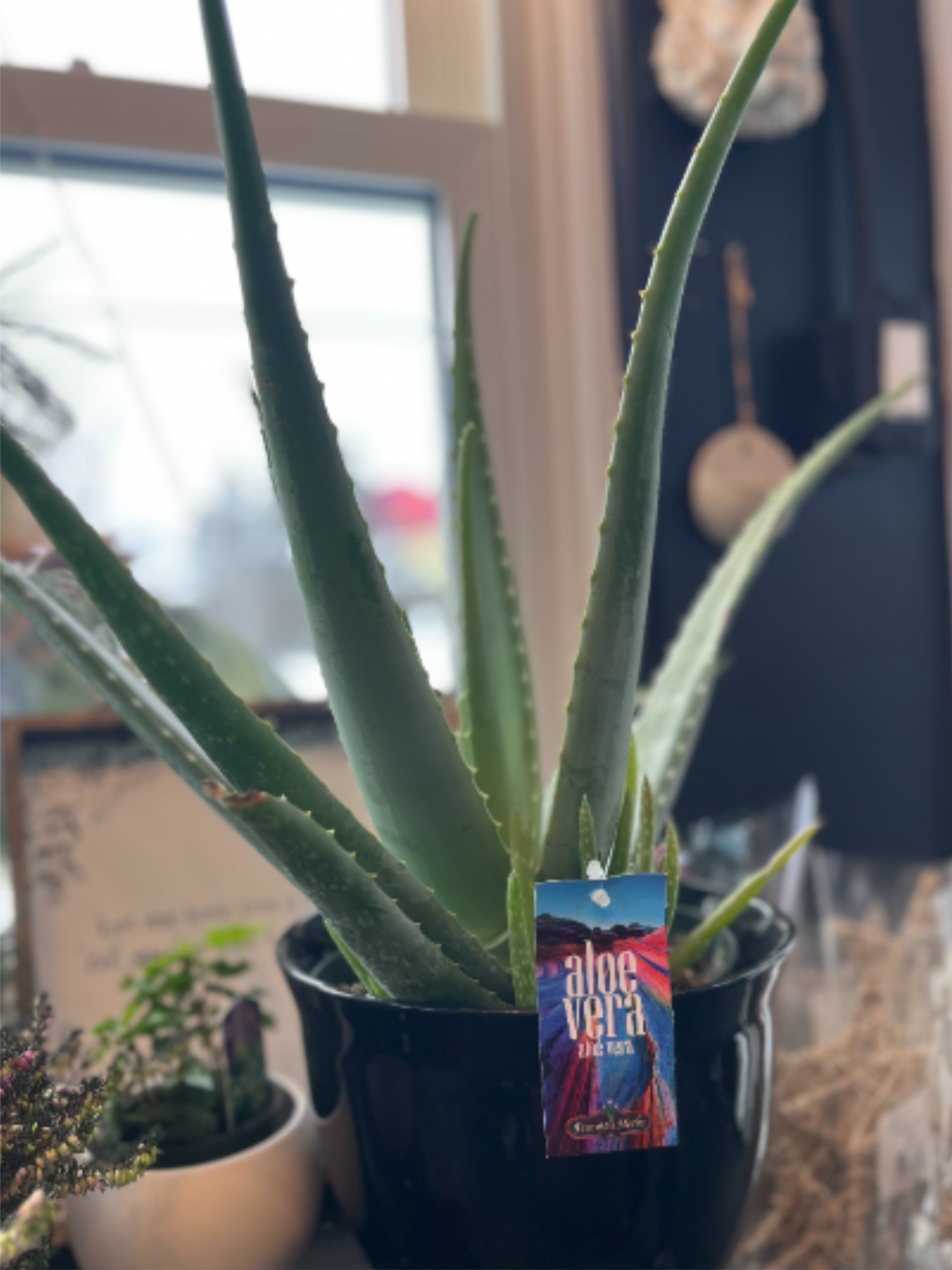 Potted Aloe Vera Plant - Fresh, stylish, and easy to love—this potted Aloe Vera is the perfect blend of beauty and practicality. Approx 22" tall 