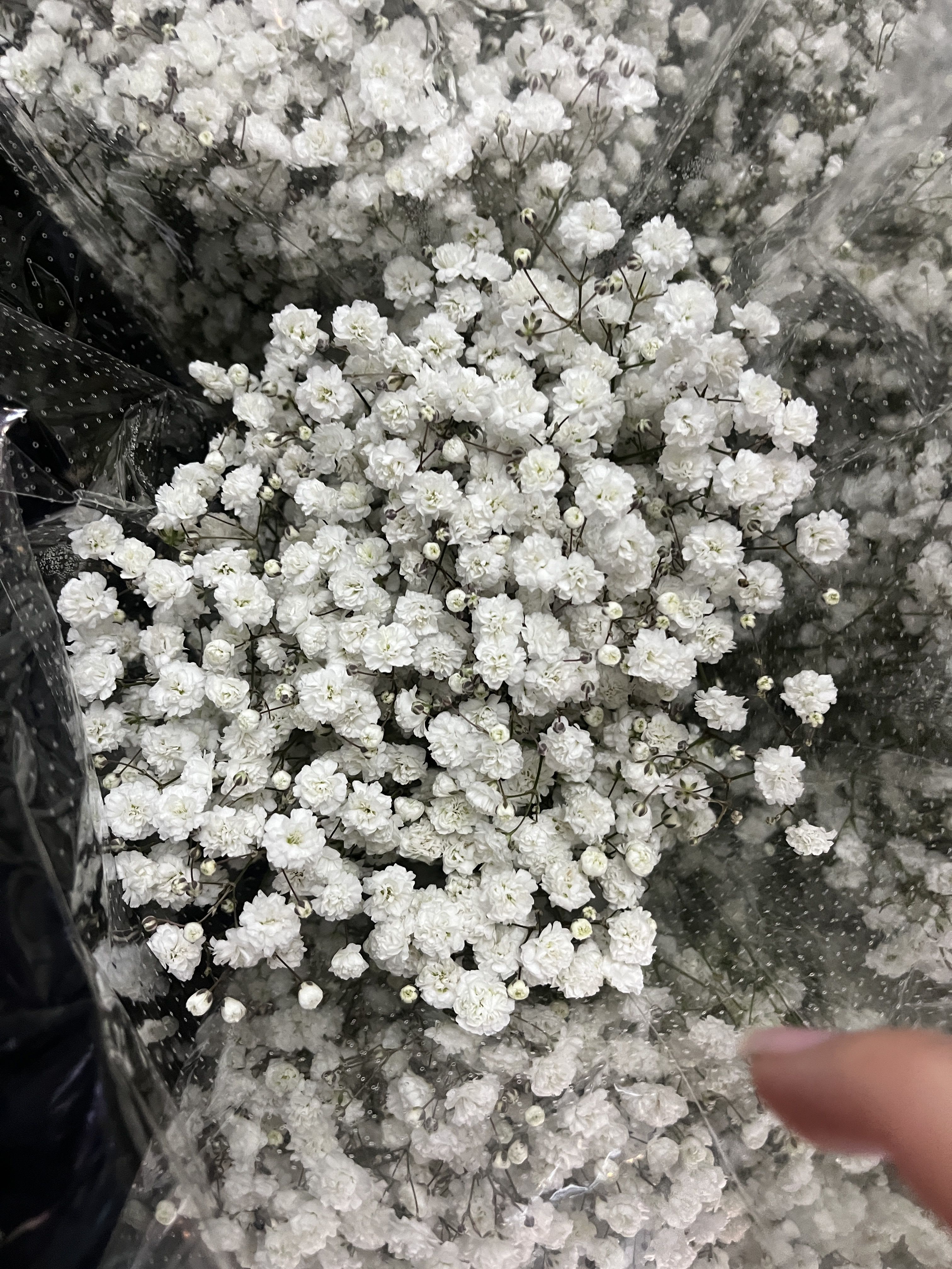 Wholesale: Gypsophillia - Averages 7 stem Gypsophillia