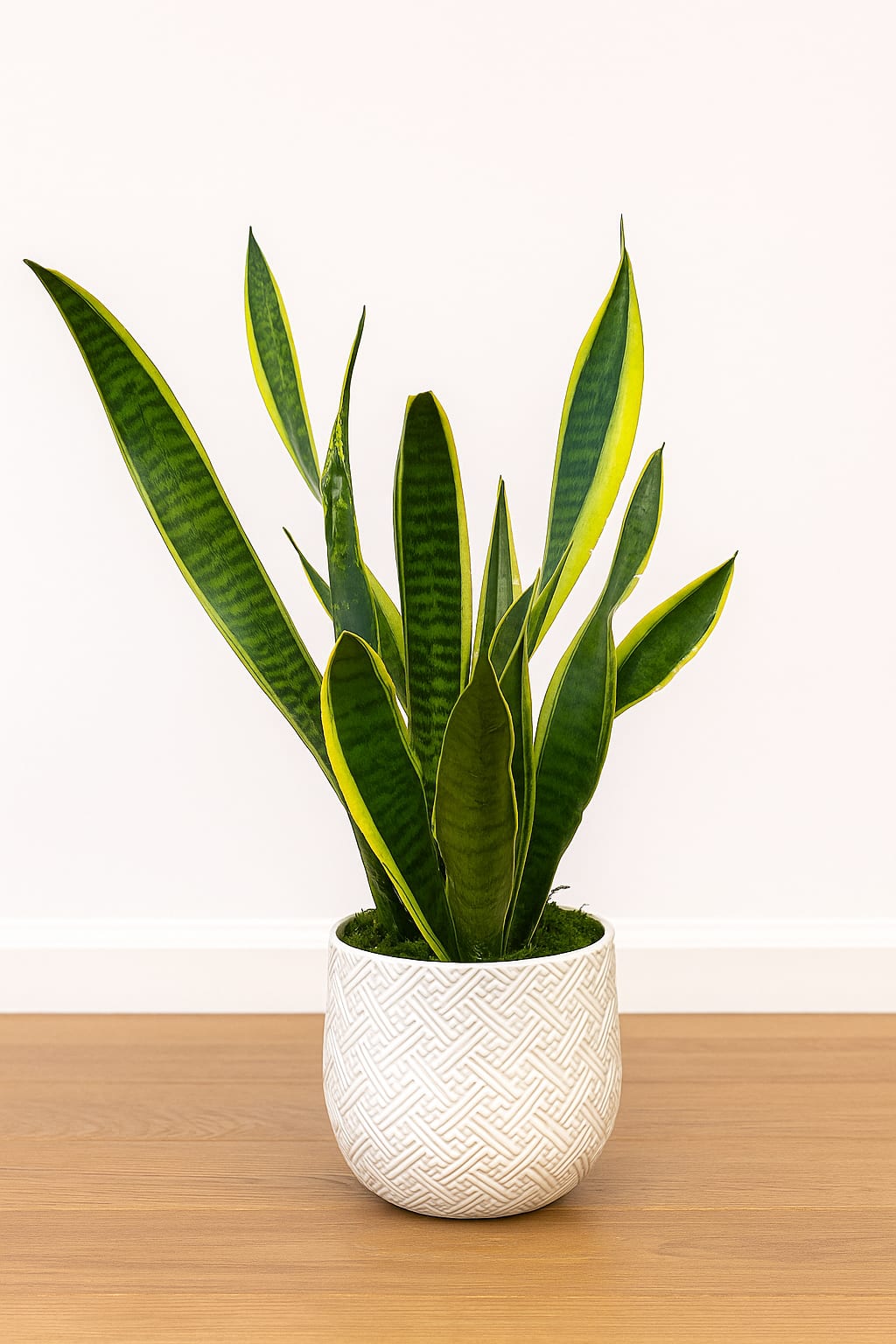 Snake plant - Sleek and modern, the Snake Plant brings effortless style and fresh energy to any space. Known for its striking upright leaves edged in golden yellow, this easy-care plant thrives in both low and bright light. Presented in a textured white ceramic pot, it’s the perfect accent for home or office décor.  Low maintenance. Air-purifying. Designed in San Francisco by Polk Street Florist. 