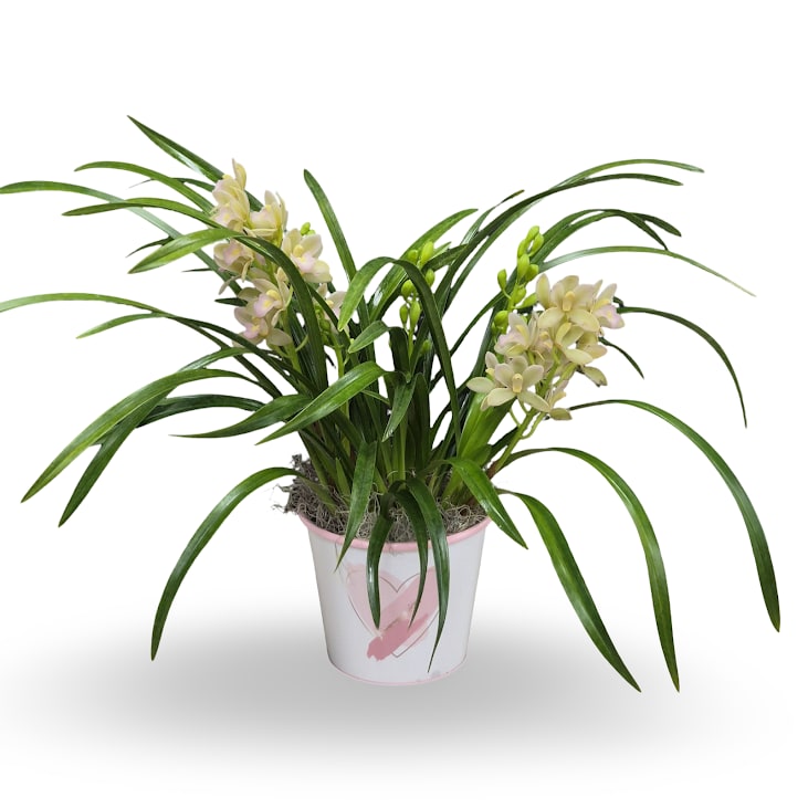 Cymbidium Orchid Plant - This charming cymbidium orchid plant features elegant white blooms with soft yellow accents, planted in a cute purple, white, and pink pot. Measuring approximately 6 inches wide, it’s a sweet and cheerful piece that adds a touch of color and natural beauty to any space. 