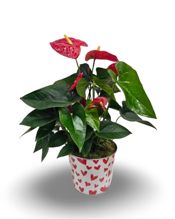 6" Red Anthurium Plant - Select this unique 6" red anthurium plant. Container may vary.