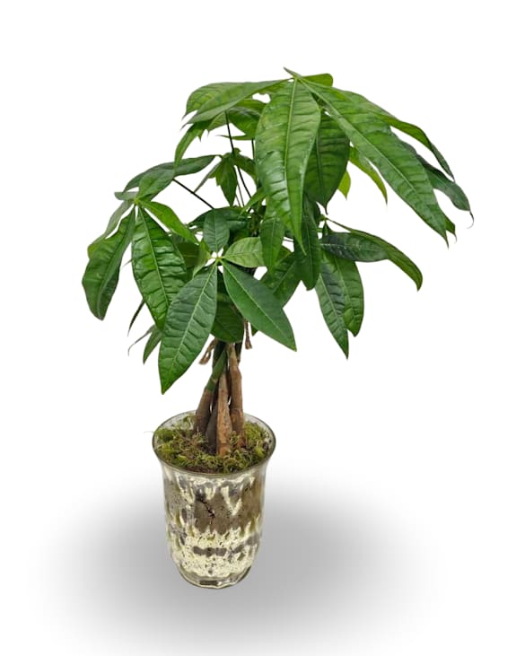 4" Money Tree Plant - Select this 4" money tree with a unique braided stem. 
