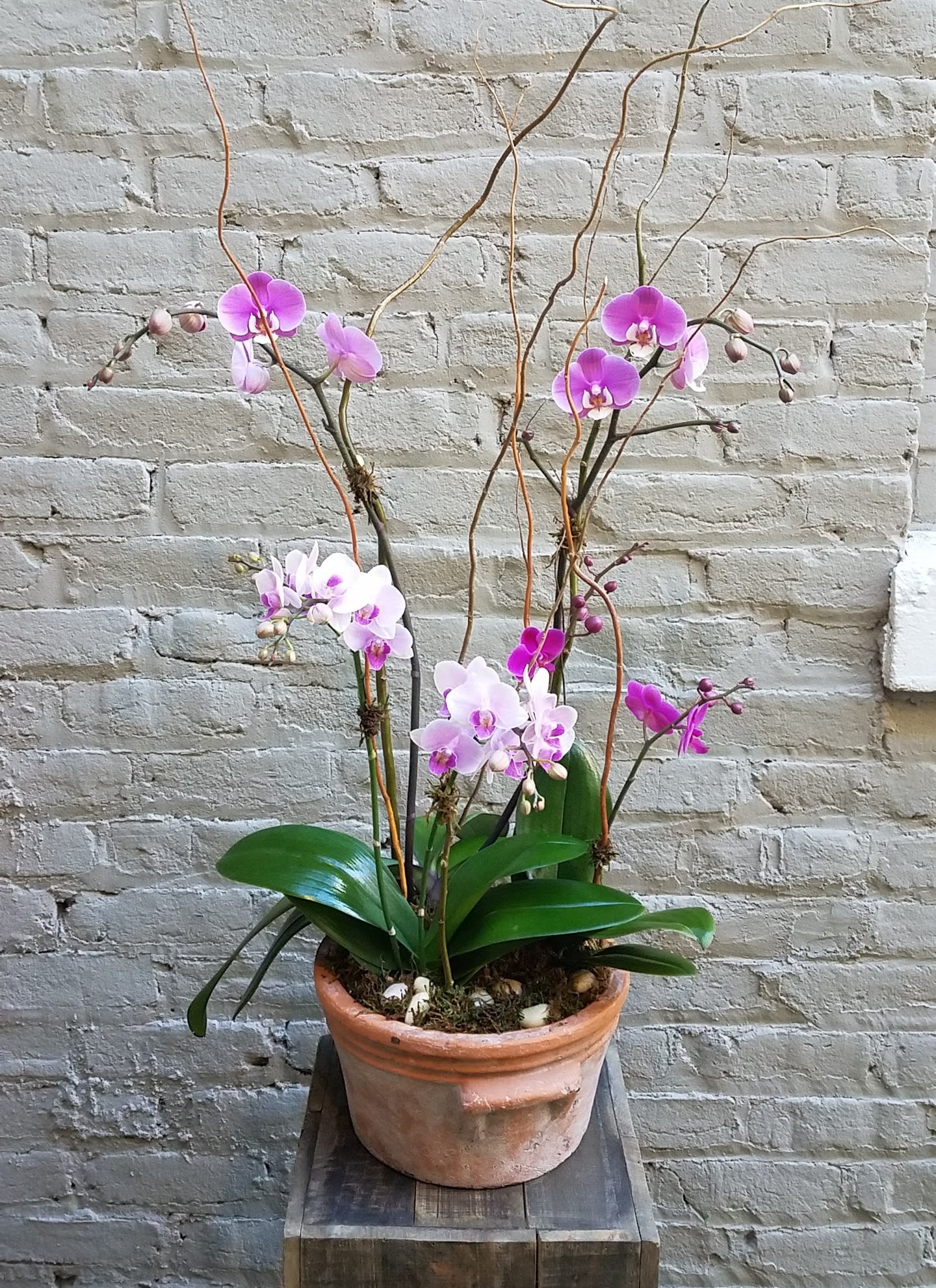 Multi-Orchid Planter - This spectacular orchid planter is teeming with phalaenopsis blooms (locally grown in Barboursville), lovingly potted in a textured earthenware planter. Let us know if you have a white/color preference; depending upon availability we will do our best to accommodate. Upgrade to deluxe for a black ceramic planter.
