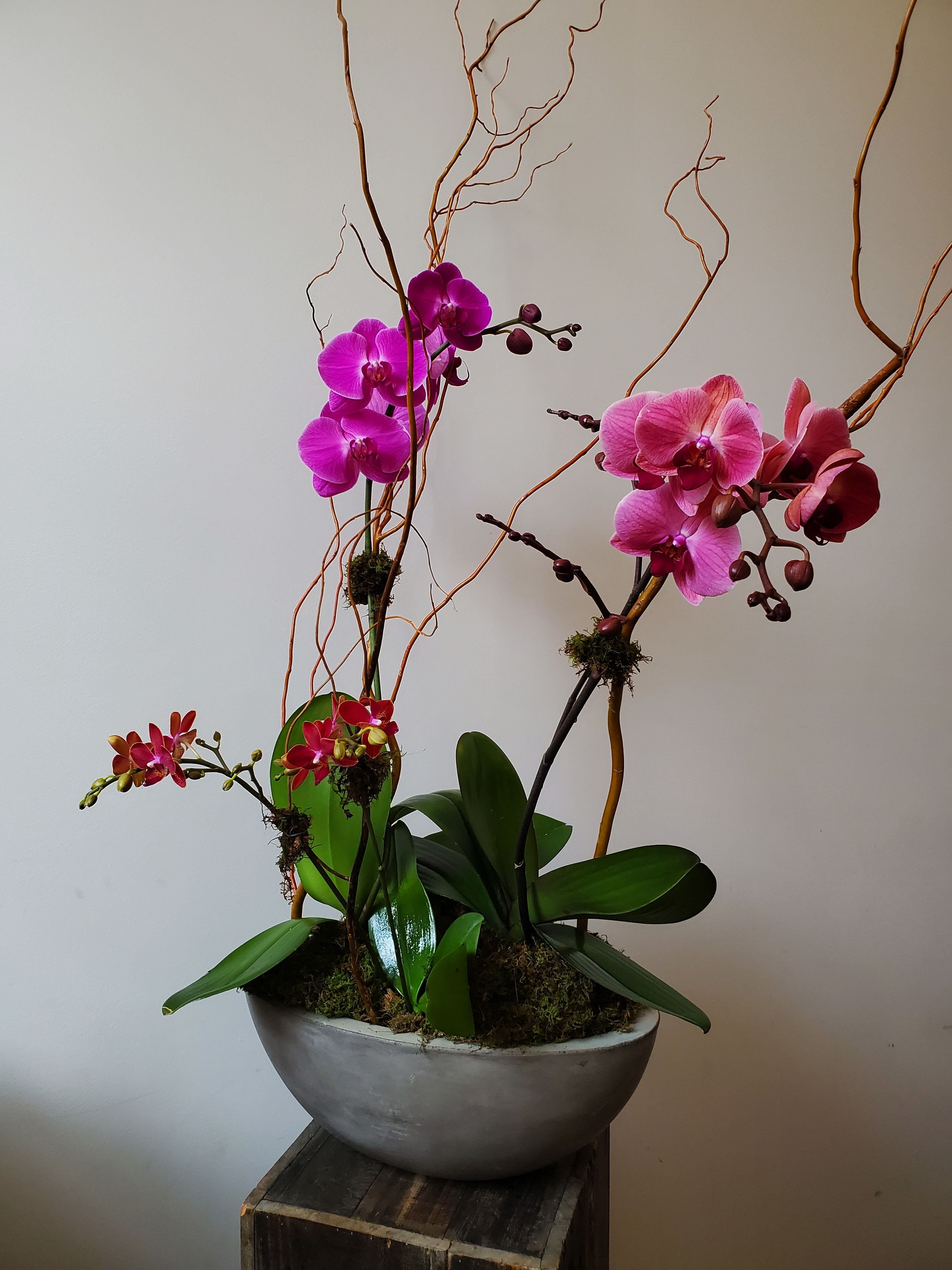 Colorful Multi-Orchid Planter - Three vibrant blooming orchid plants potted in a modern concrete trough planter, finished with willow branching and fresh moss to create a striking display.  Upgrade to deluxe for an additional blooming stem, or premium for two extra stems!  Measures approximately 30" tall x 20" wide.